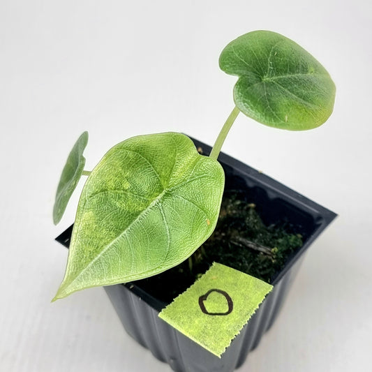 Alocasia Maharani Golden Lime Variegated