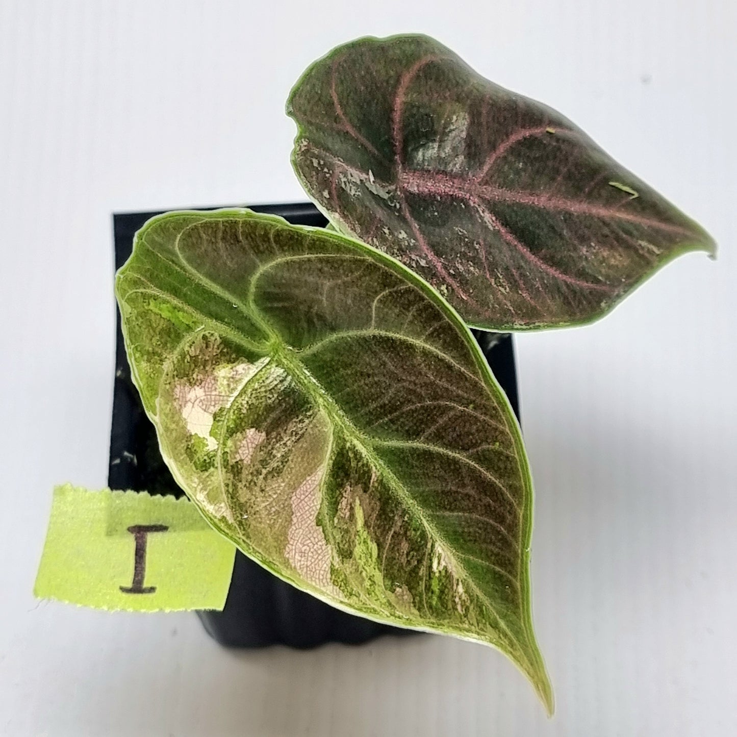 Alocasia azlanii Pink variegated