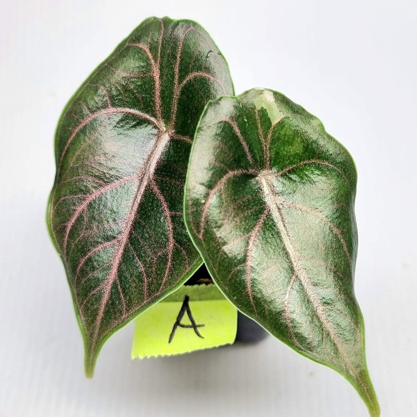 Alocasia azlanii Pink LOW variegated