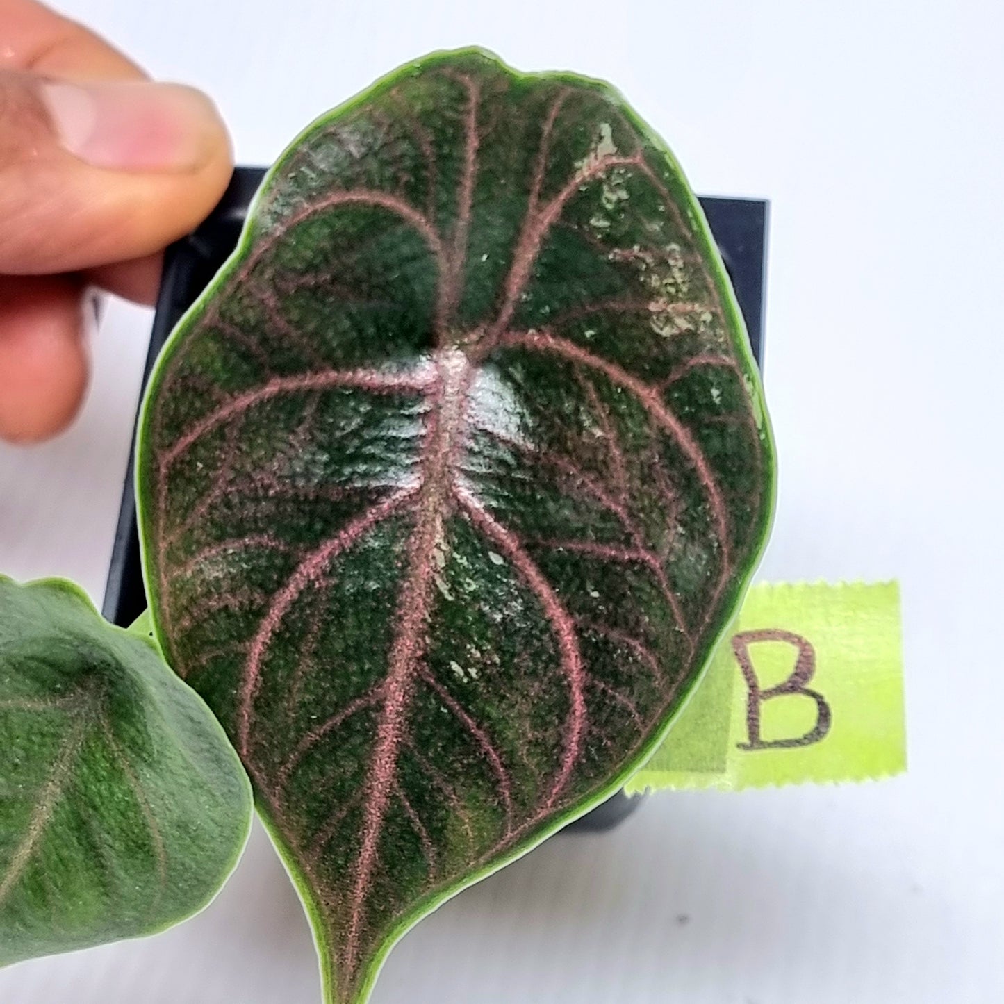 Alocasia azlanii Pink LOW variegated