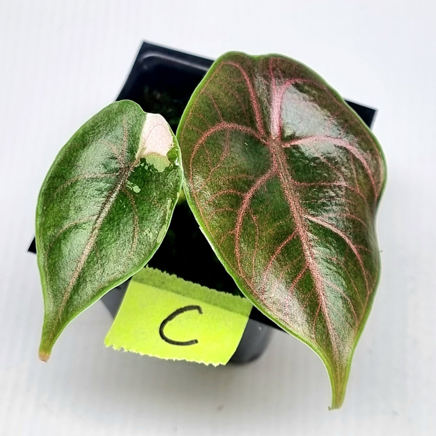 Alocasia azlanii Pink LOW variegated