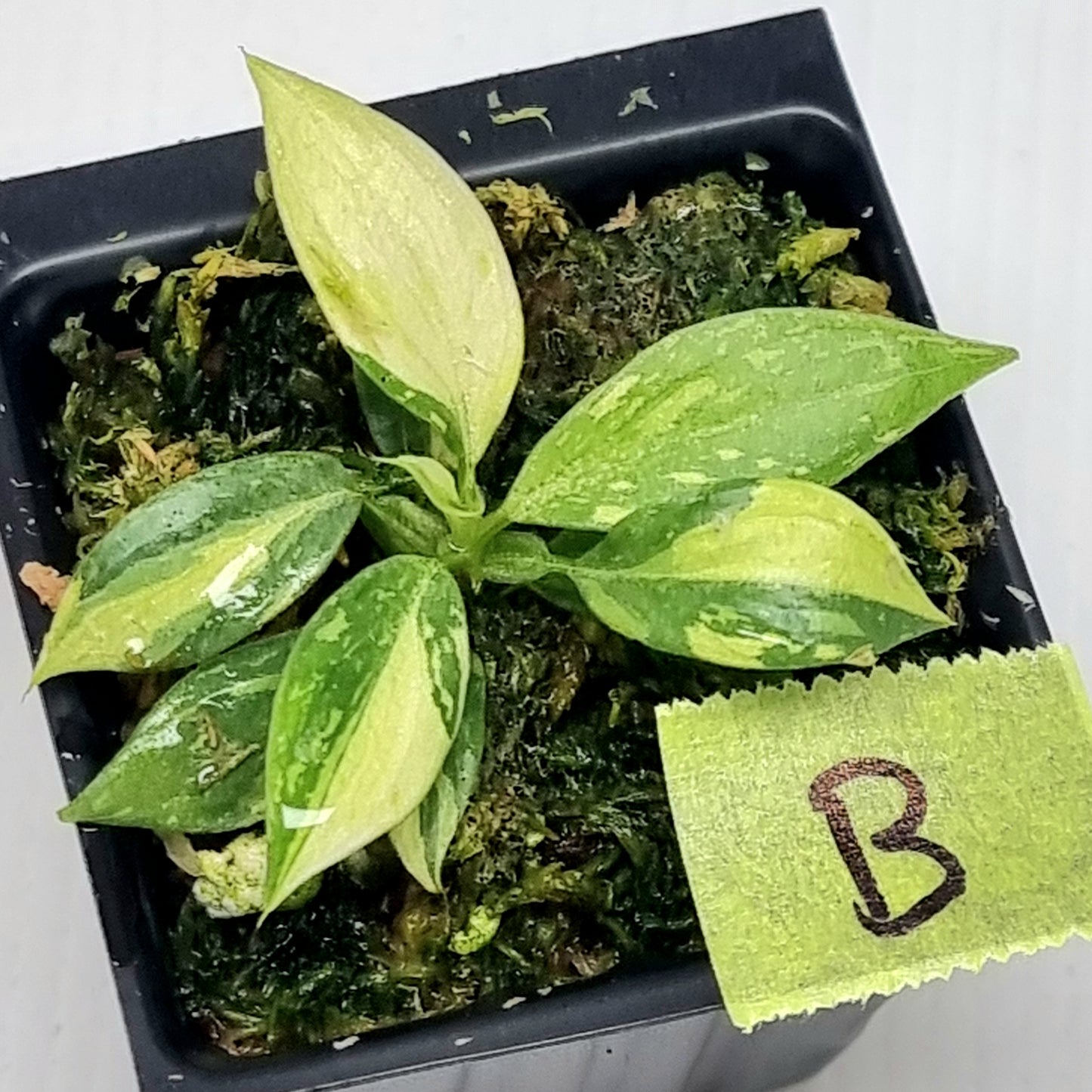 Philodendron gloriosum Tricolour Variegated