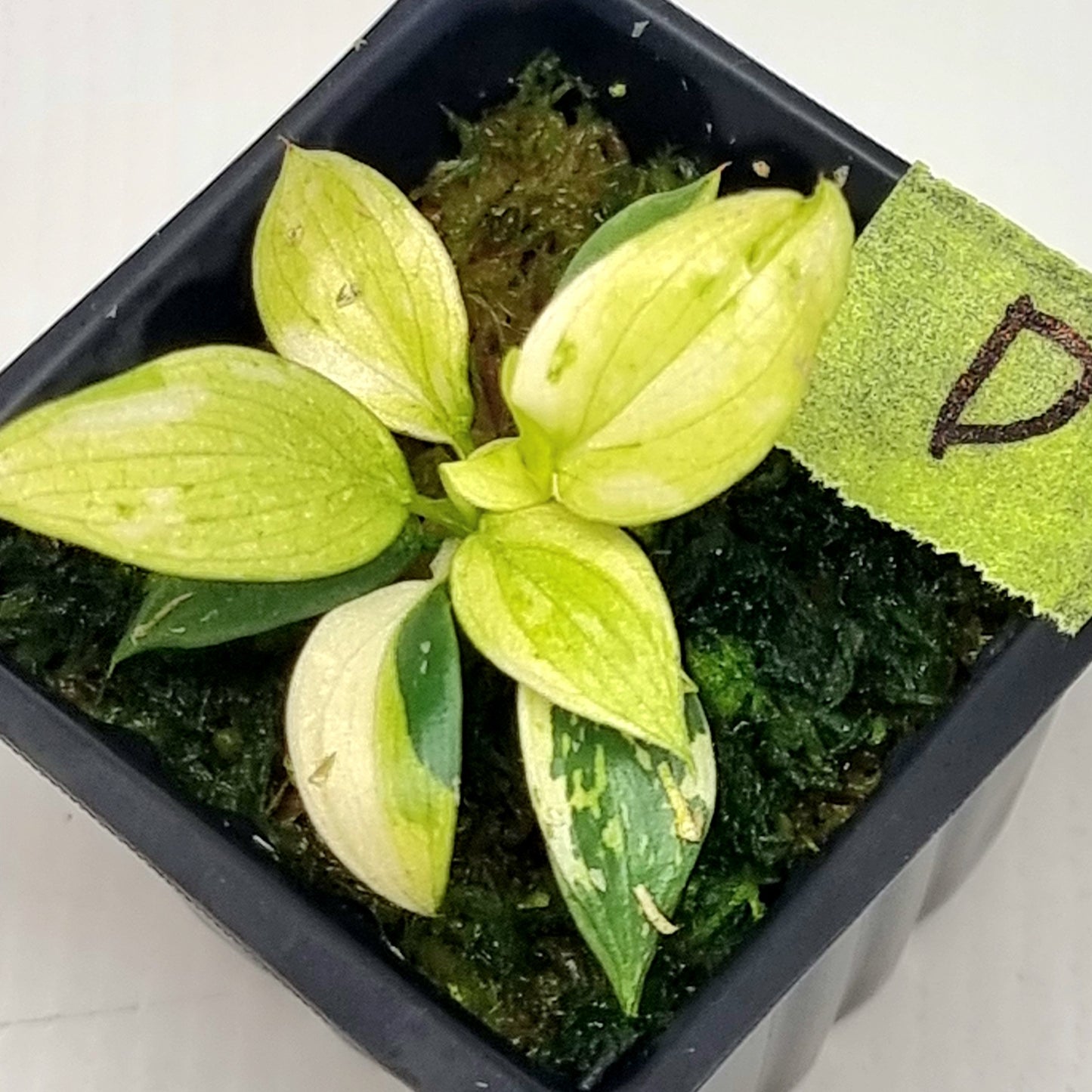 Philodendron gloriosum Tricolour Variegated