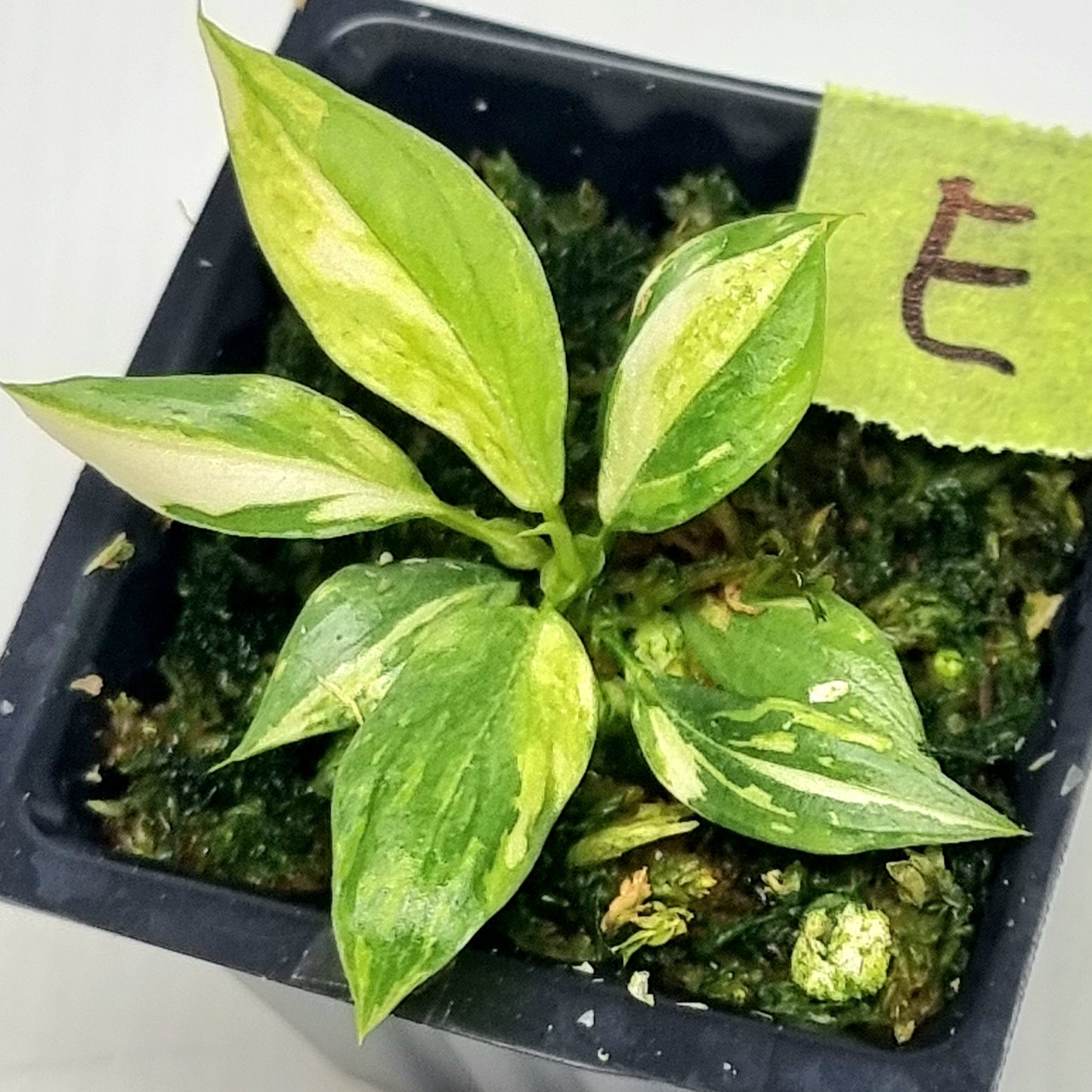 Philodendron gloriosum Tricolour Variegated