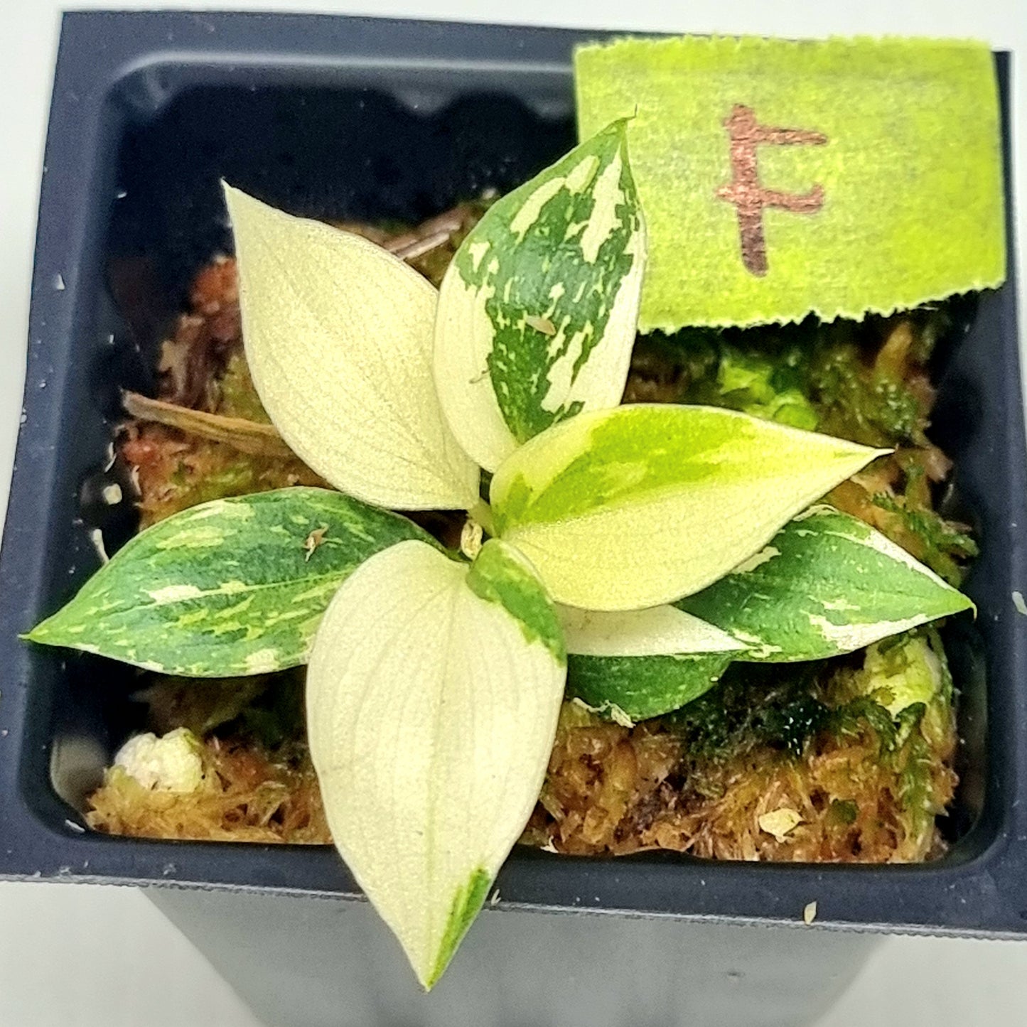 Philodendron gloriosum Tricolour Variegated