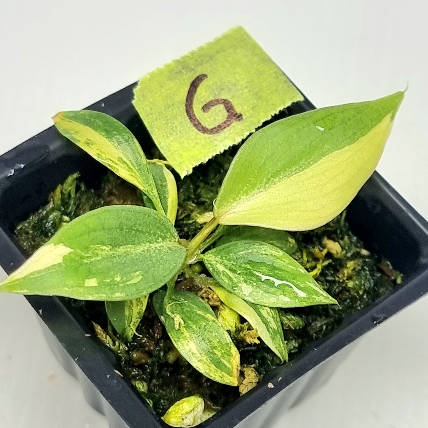 Philodendron gloriosum Tricolour Variegated