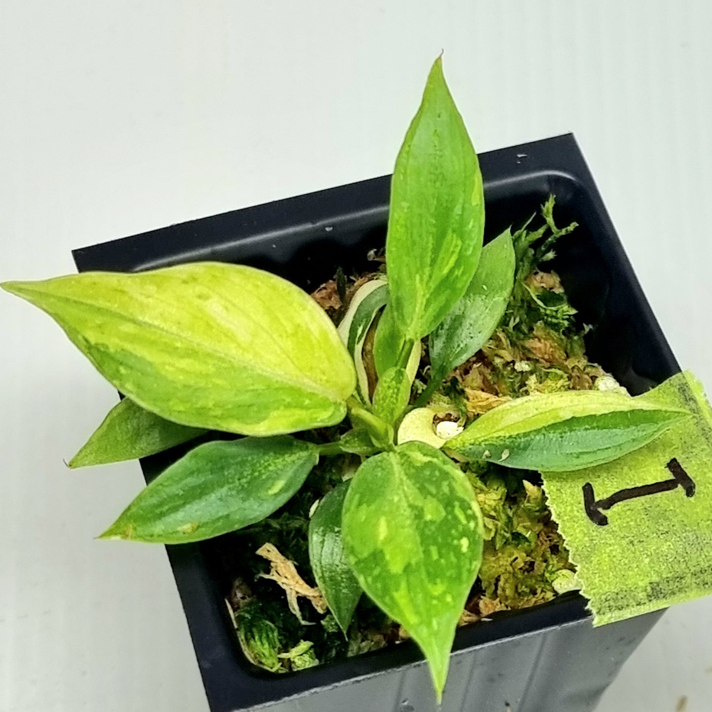 Philodendron gloriosum Tricolour Variegated