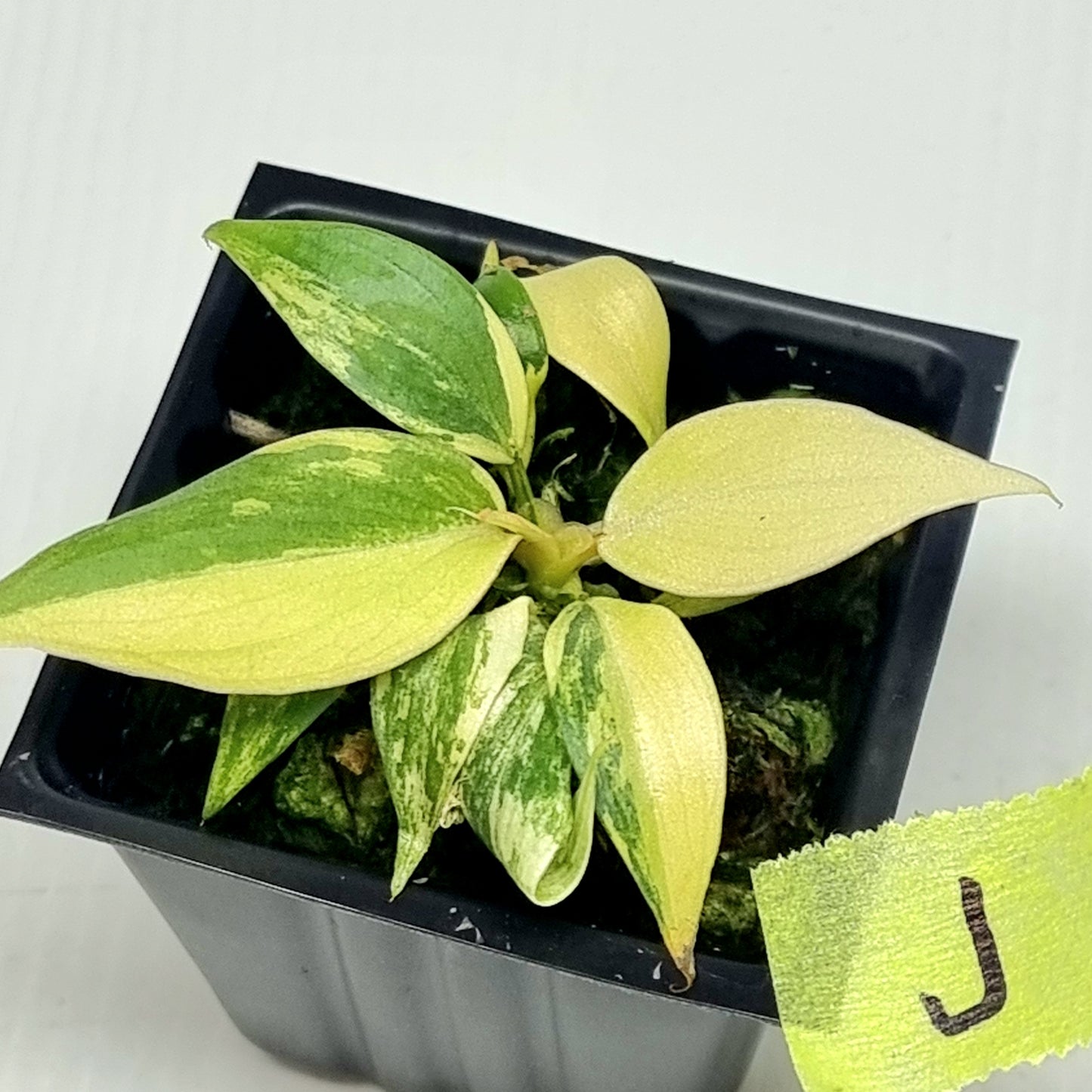 Philodendron gloriosum Tricolour Variegated