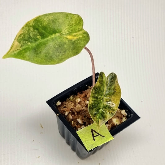 Alocasia pseudosanderiana Aurea Variegated