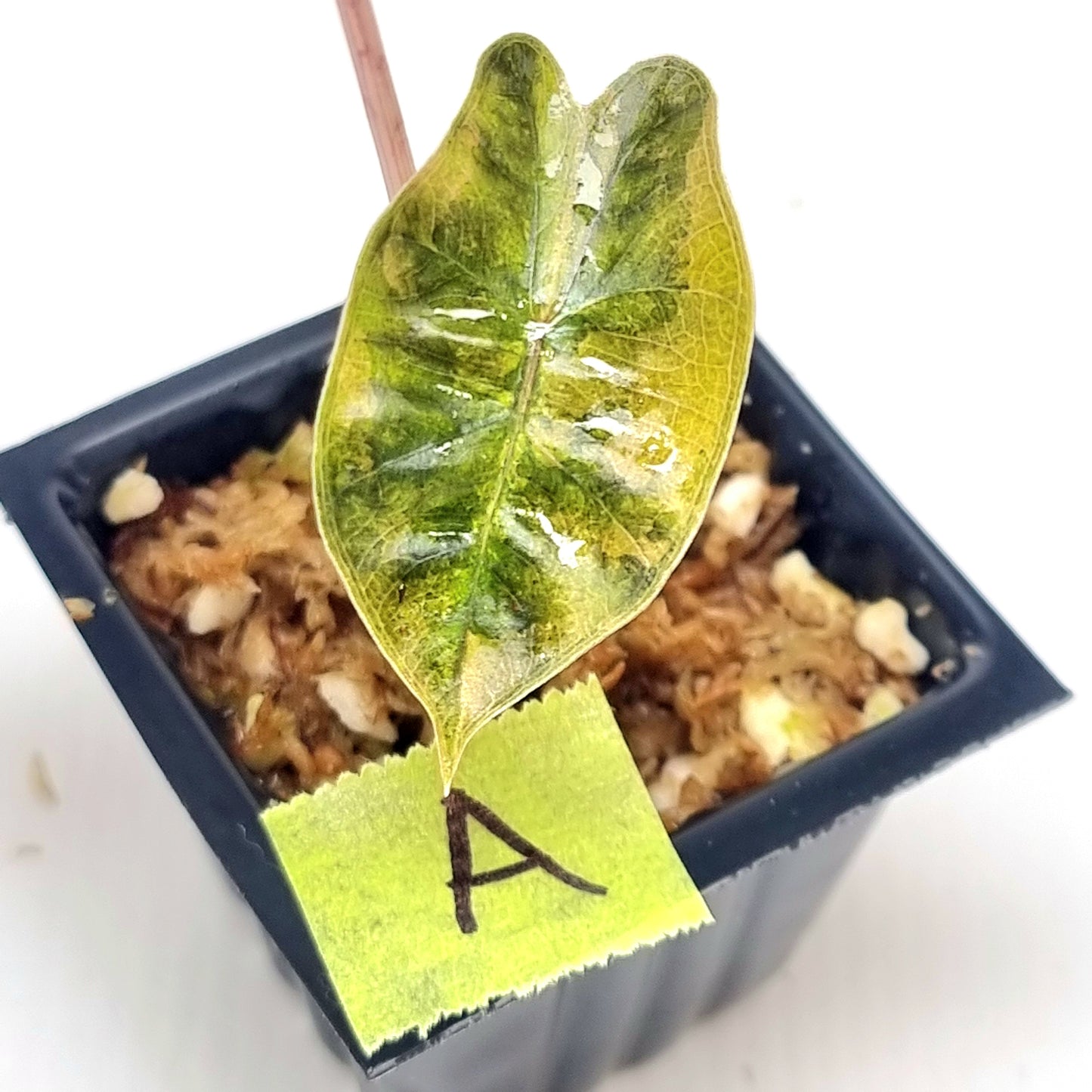 Alocasia pseudosanderiana Aurea Variegated