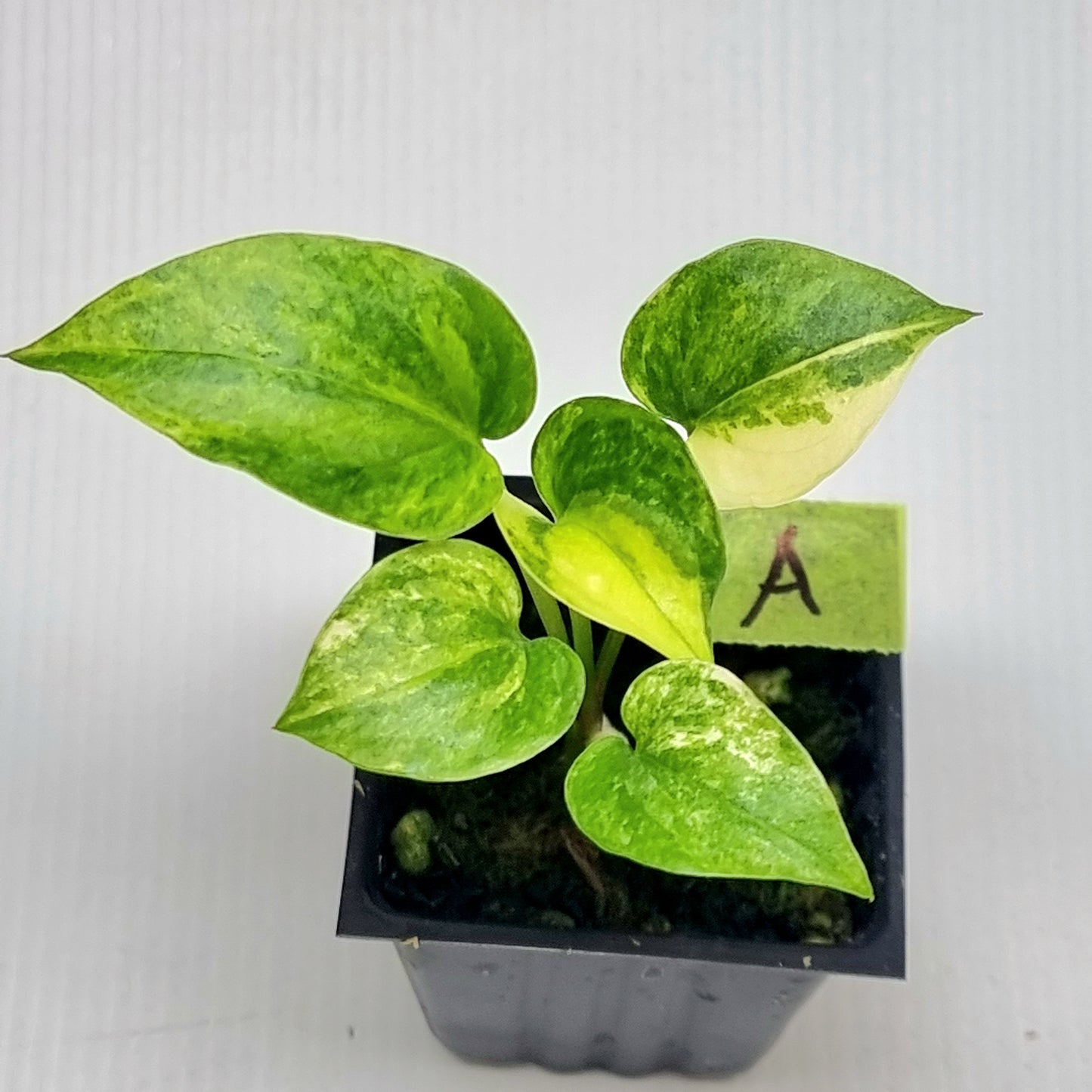 Anthurium Foliage Variegated