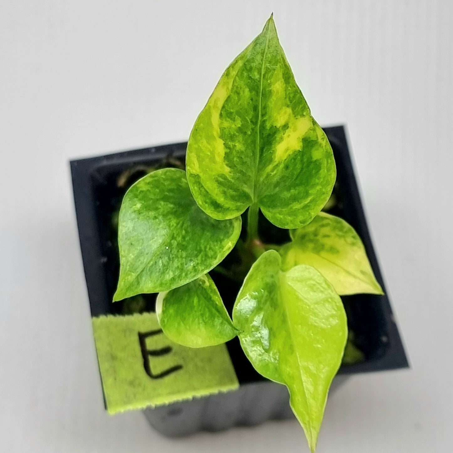 Anthurium Foliage Variegated