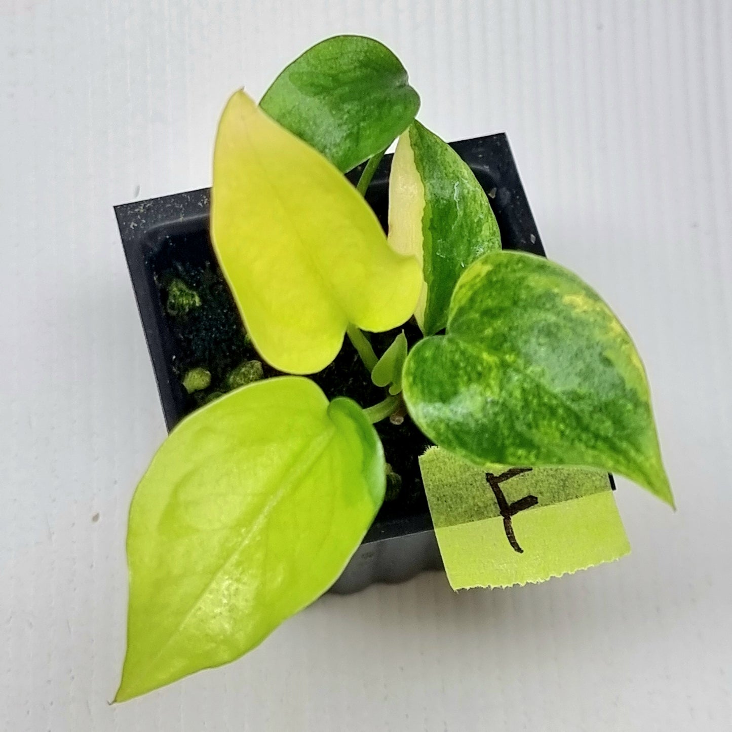 Anthurium Foliage Variegated