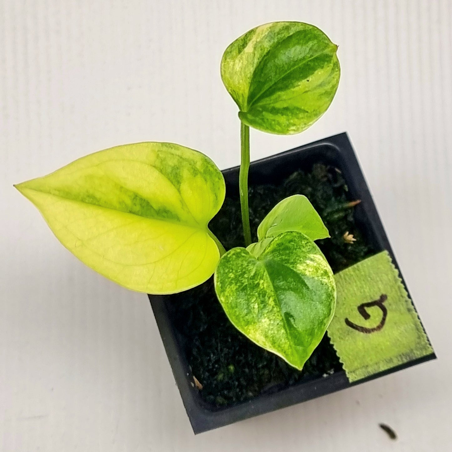 Anthurium Foliage Variegated
