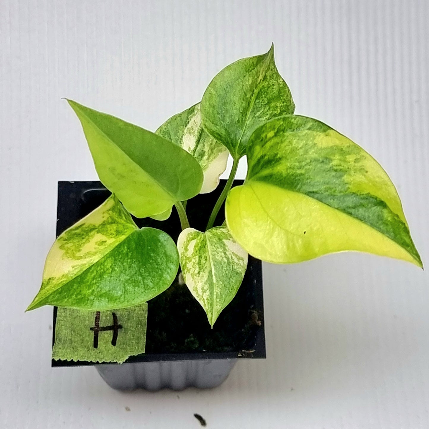 Anthurium Foliage Variegated