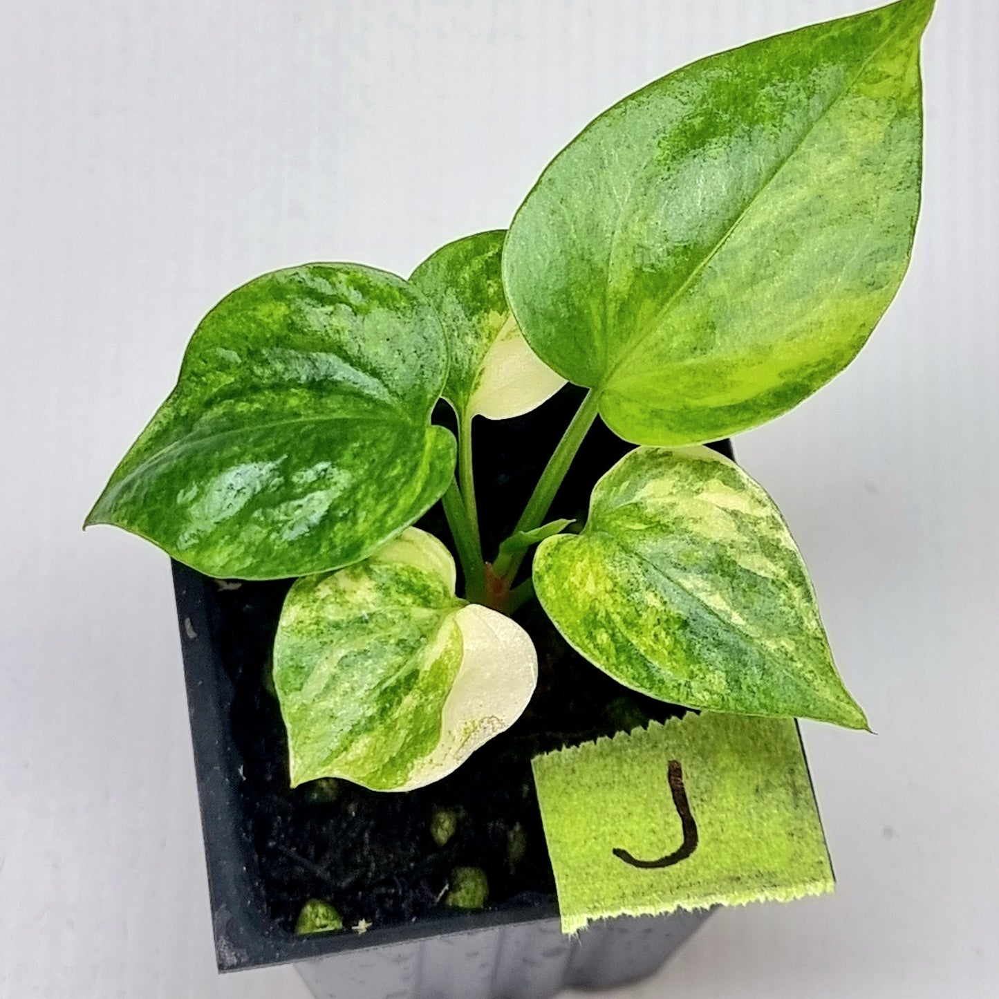 Anthurium Foliage Variegated