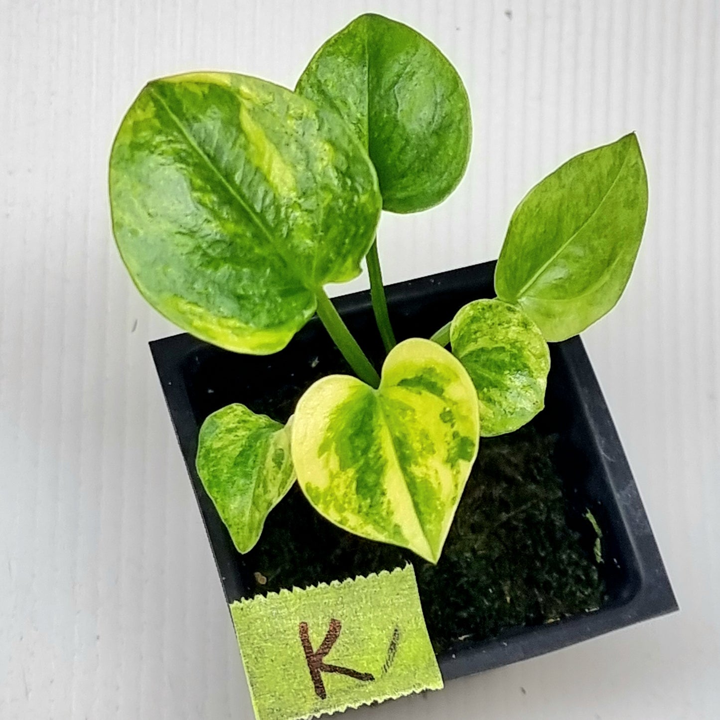 Anthurium Foliage Variegated