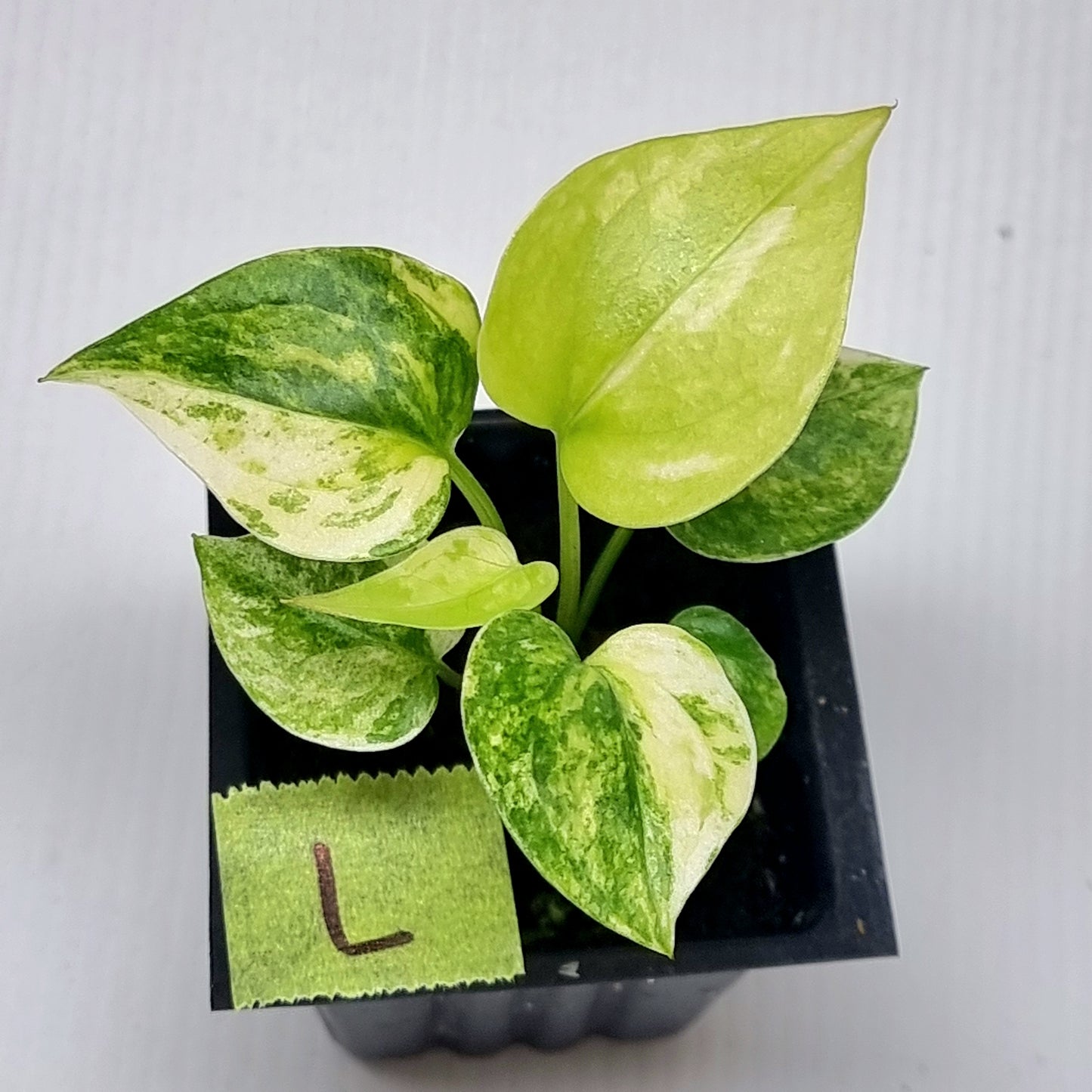 Anthurium Foliage Variegated