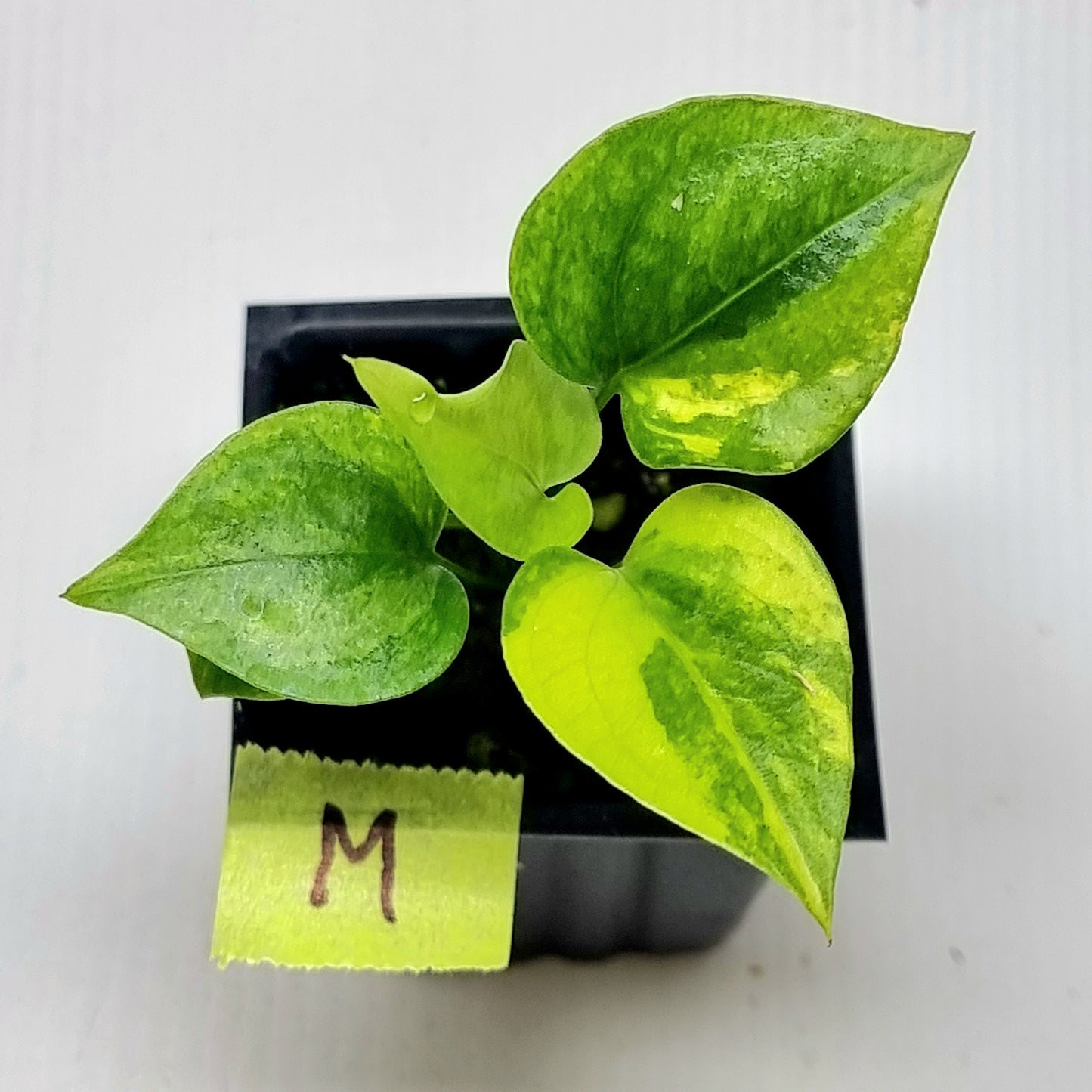 Anthurium Foliage Variegated