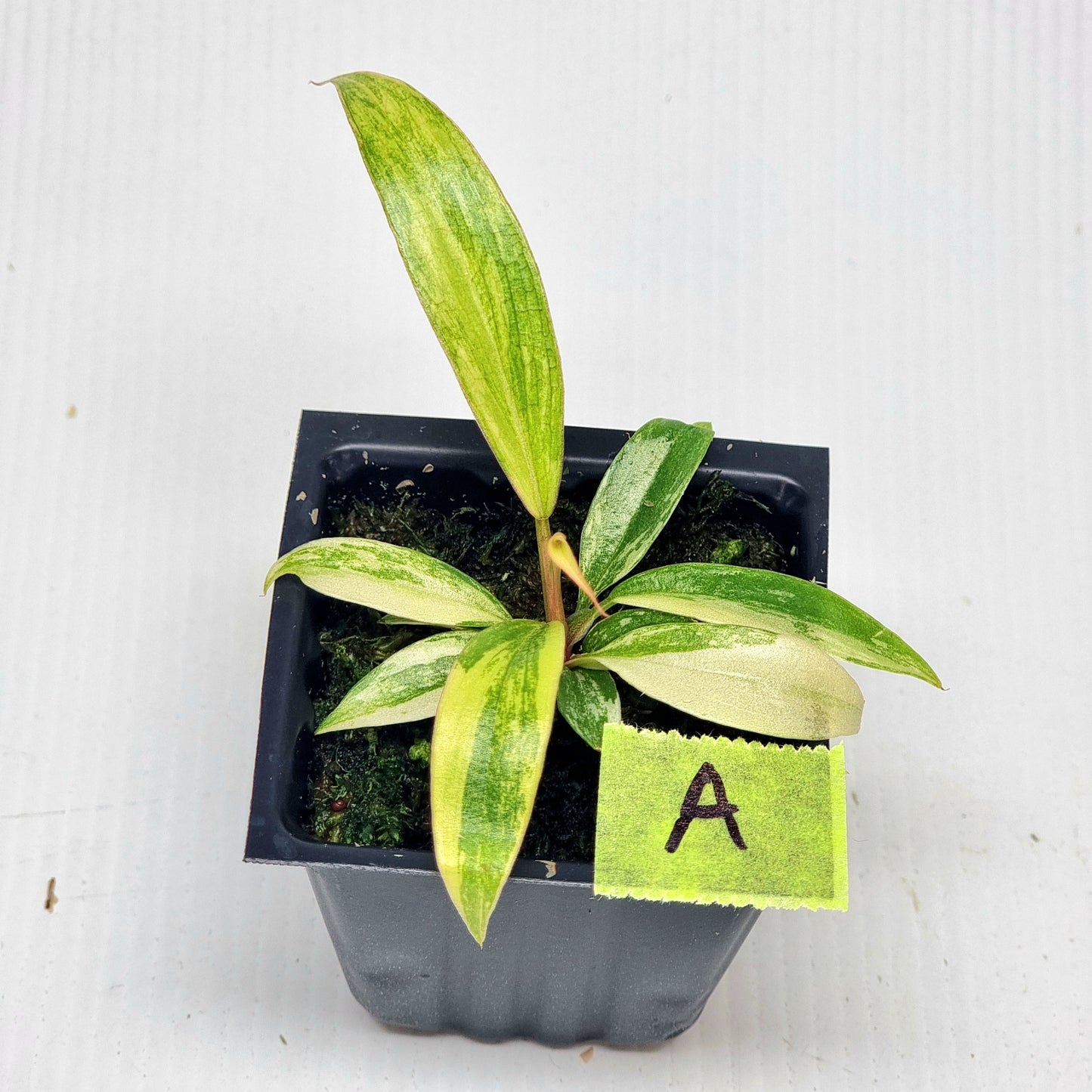 Philodendron Caramel Marble