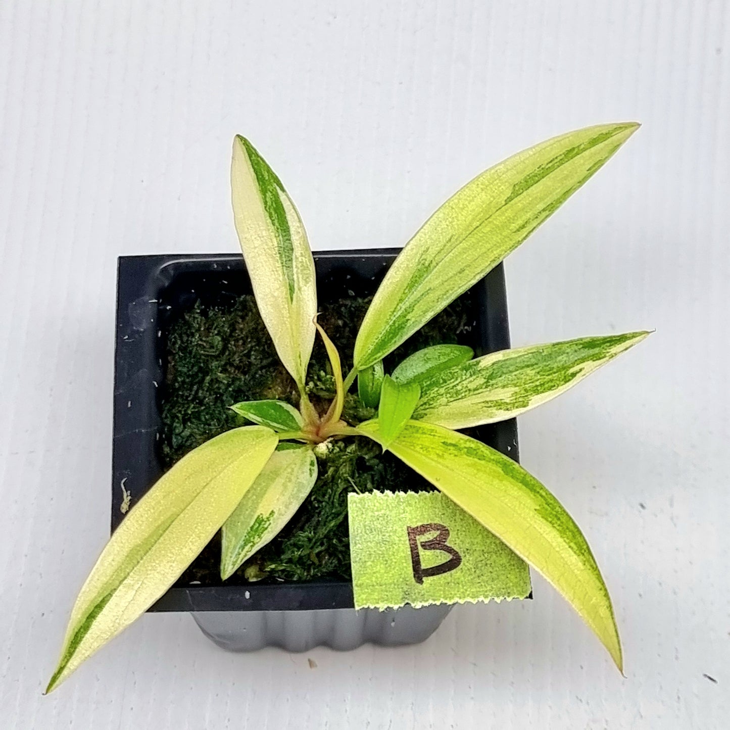 Philodendron Caramel Marble