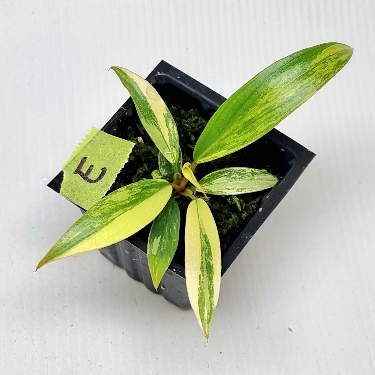Philodendron Caramel Marble