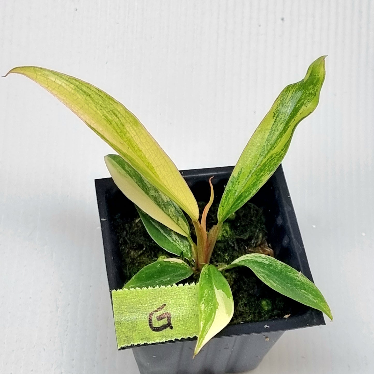 Philodendron Caramel Marble