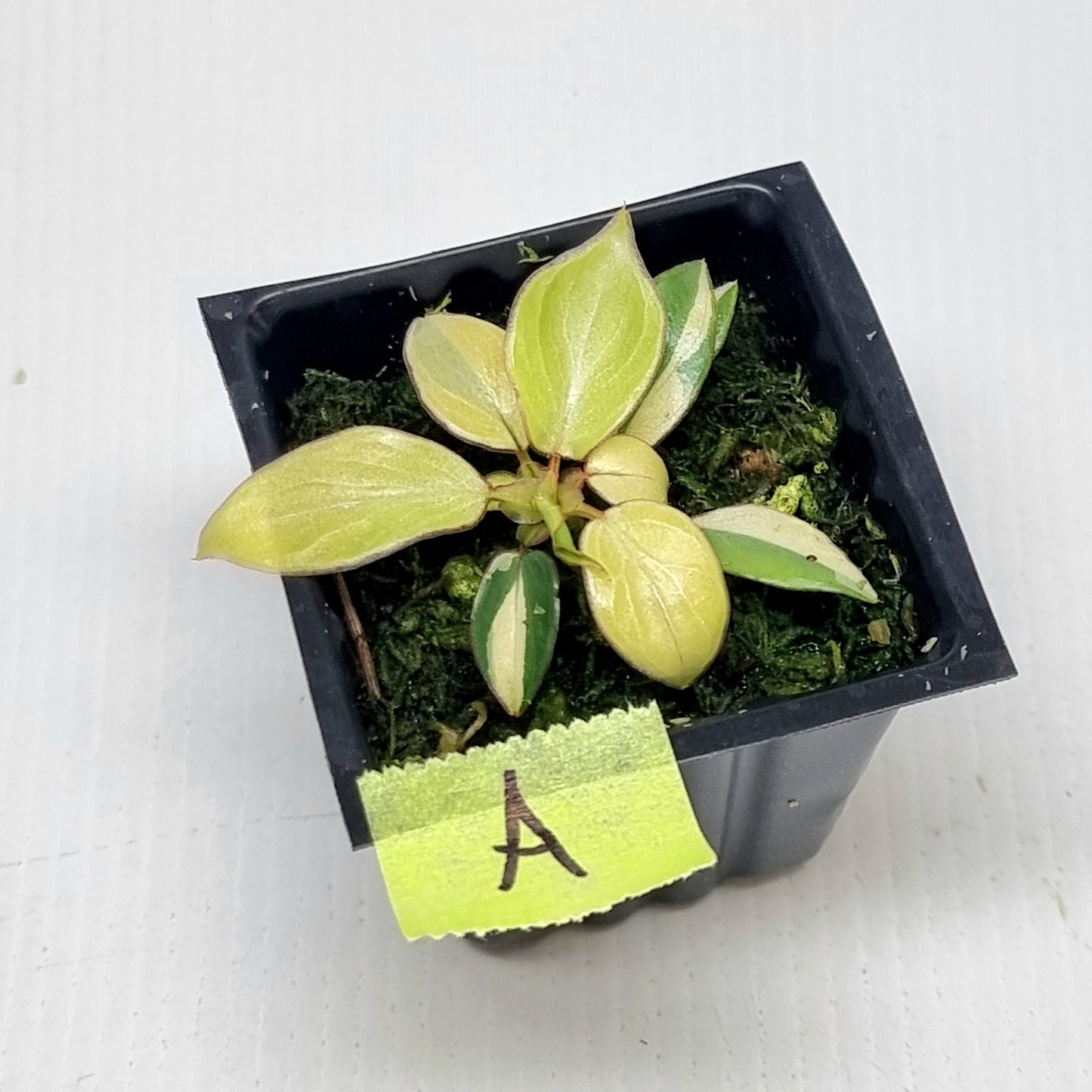 Philodendron billietiae sectoral variegation