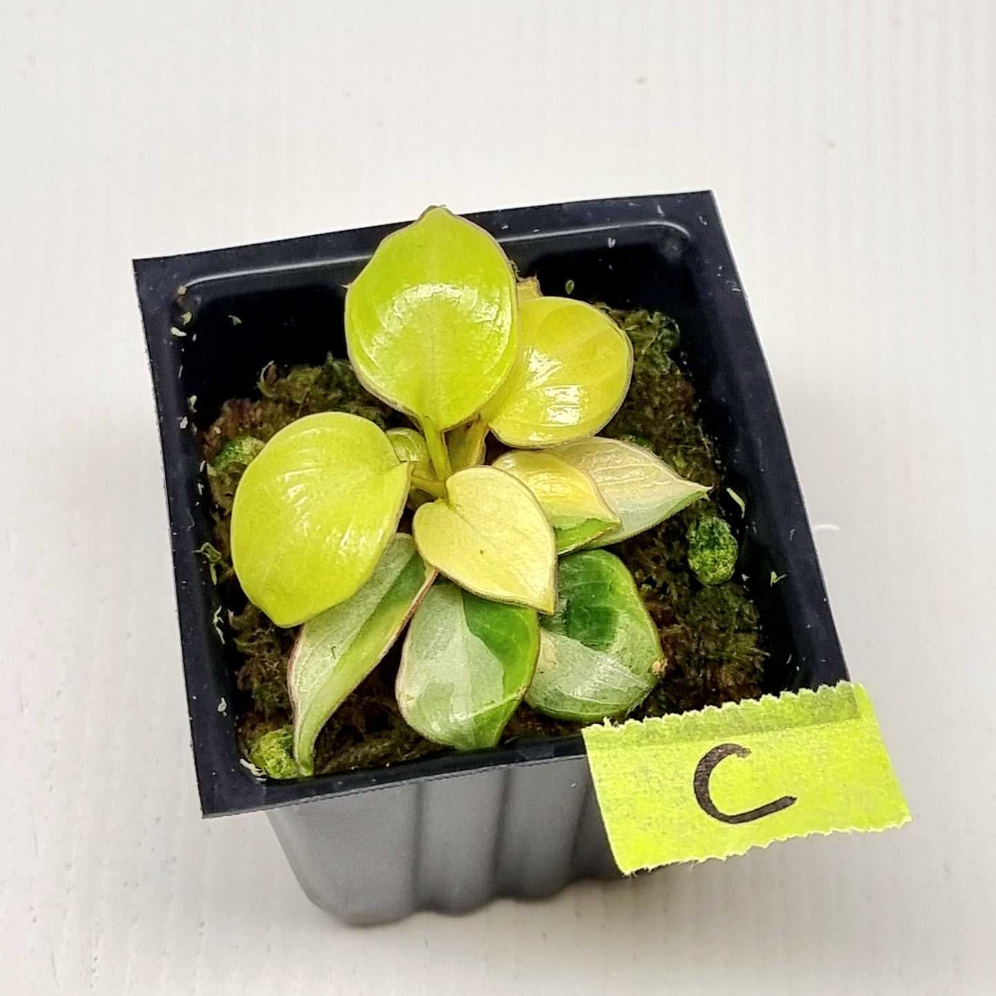 Philodendron billietiae sectoral variegation