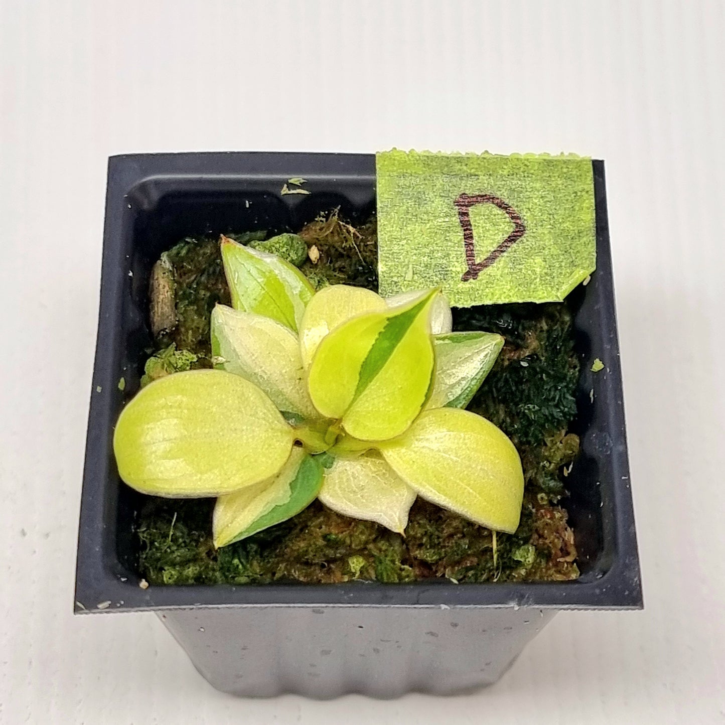 Philodendron billietiae sectoral variegation