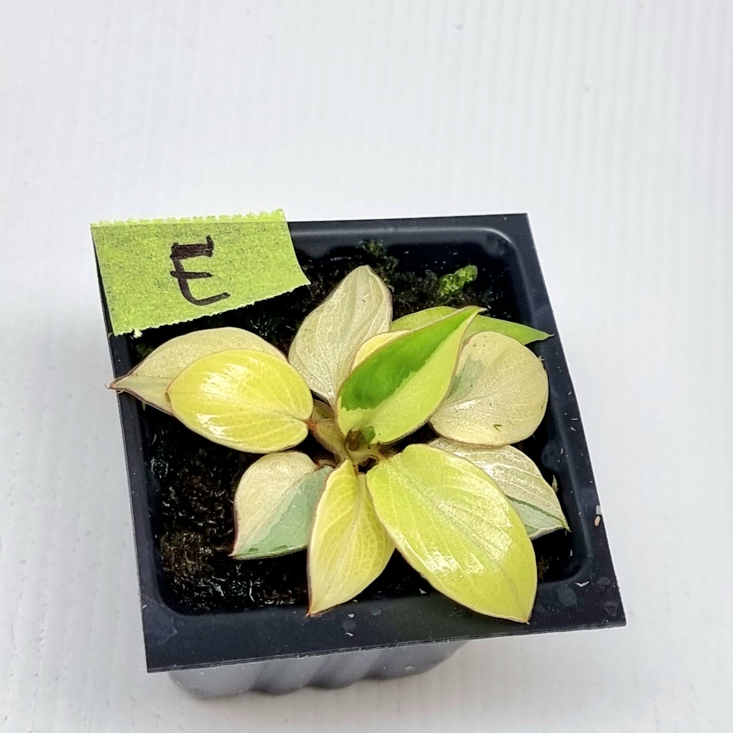 Philodendron billietiae sectoral variegation