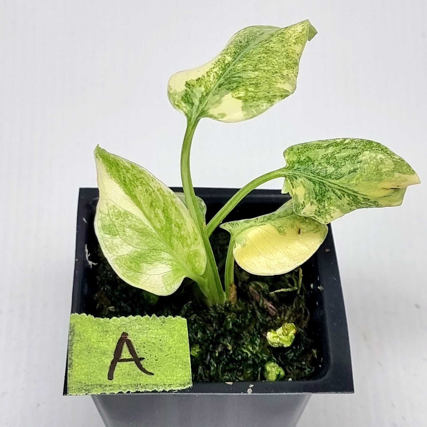 Monstera Legacy