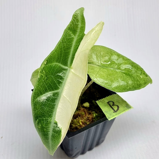 Alocasia longiloba sp Borneo Pink/Albo Variegated Narrow