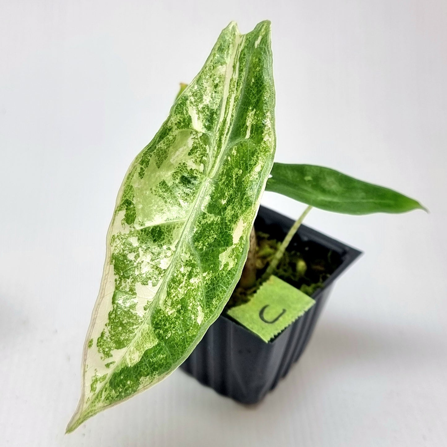 Alocasia longiloba sp Borneo Pink/Albo Variegated Narrow