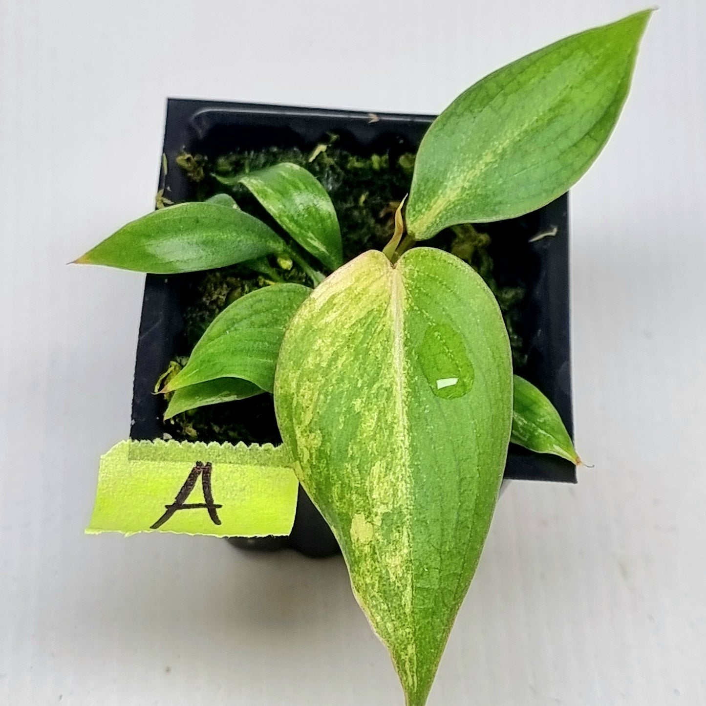 Philodendron gloriosum Aurea Variegated