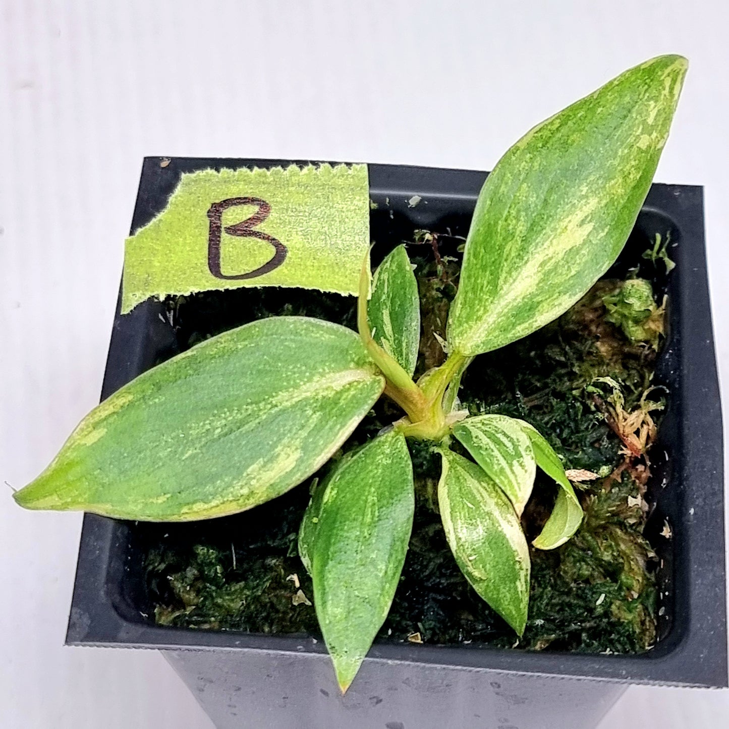 Philodendron gloriosum Aurea Variegated