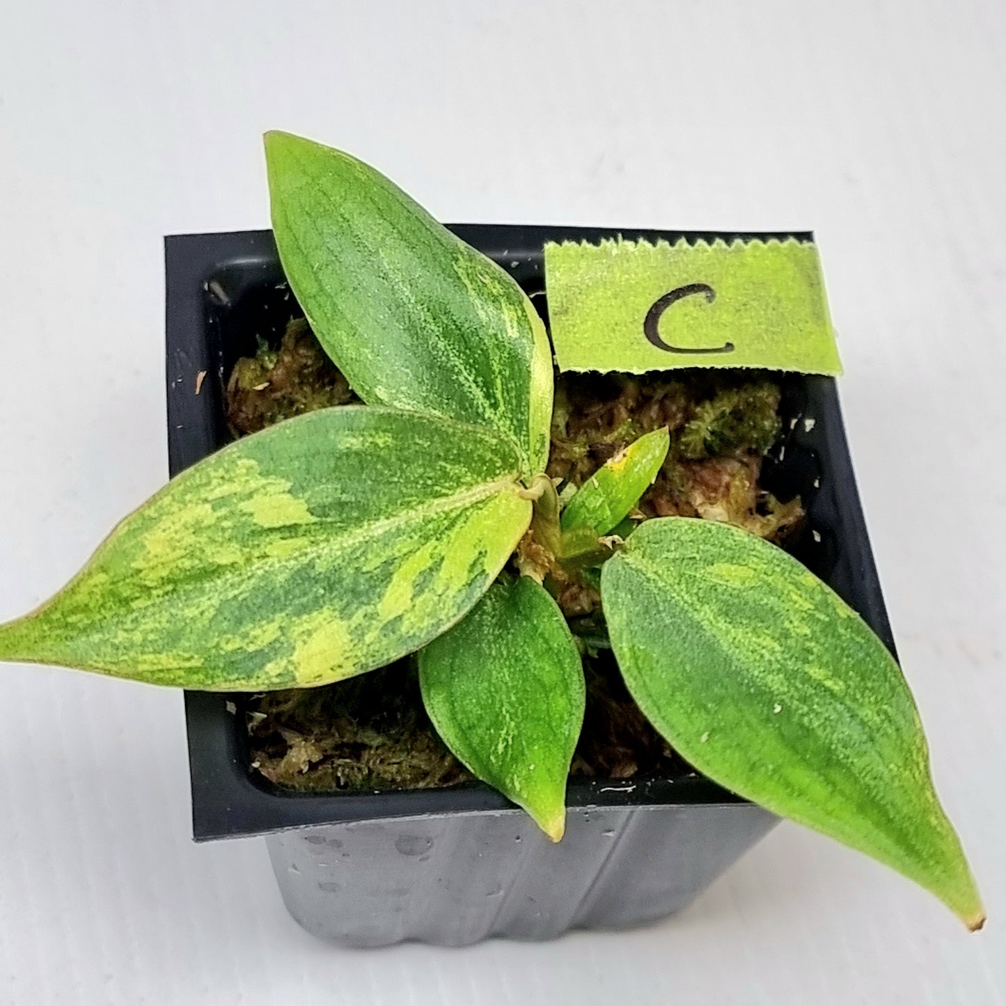 Philodendron gloriosum Aurea Variegated