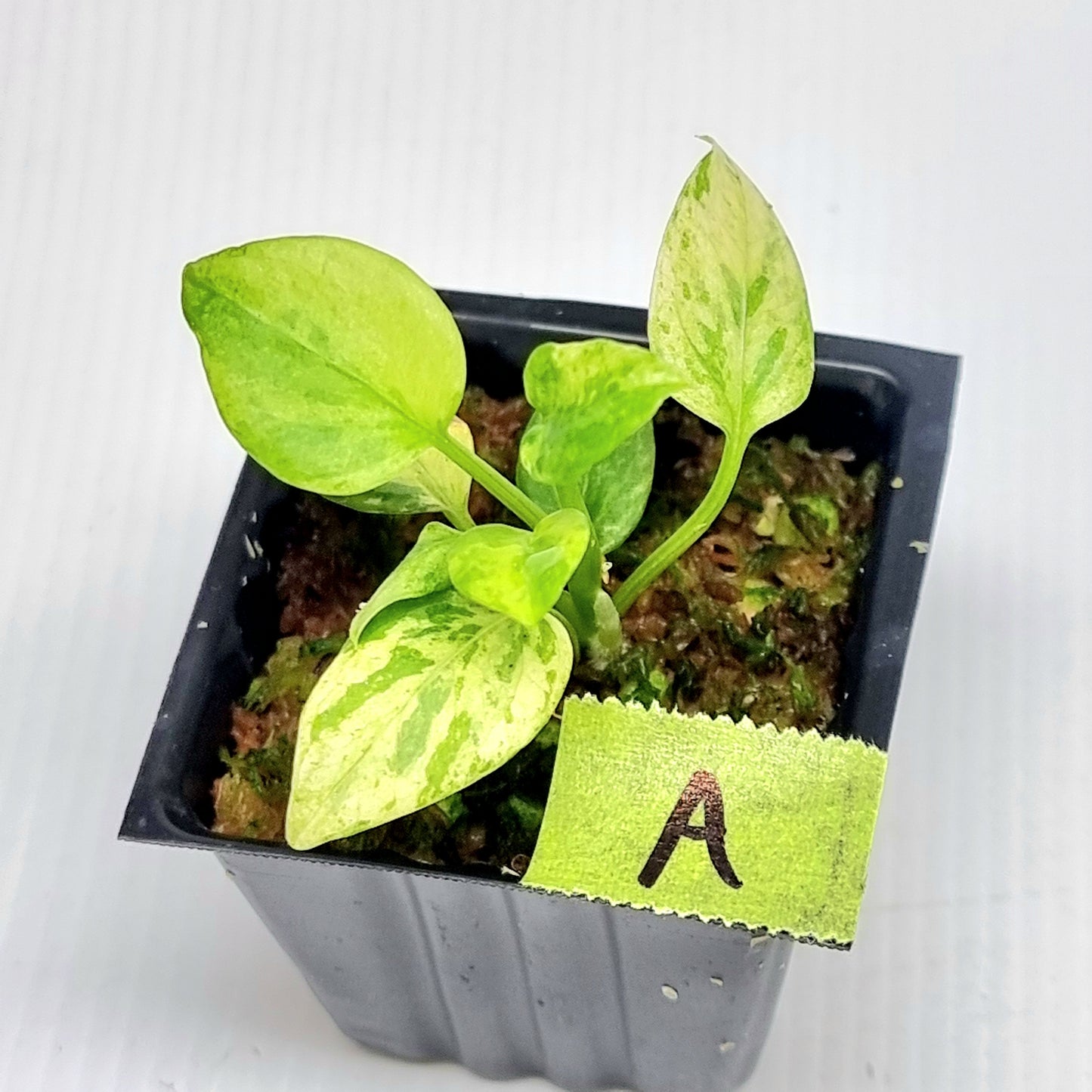 Anthurium vittariifolium Variegated