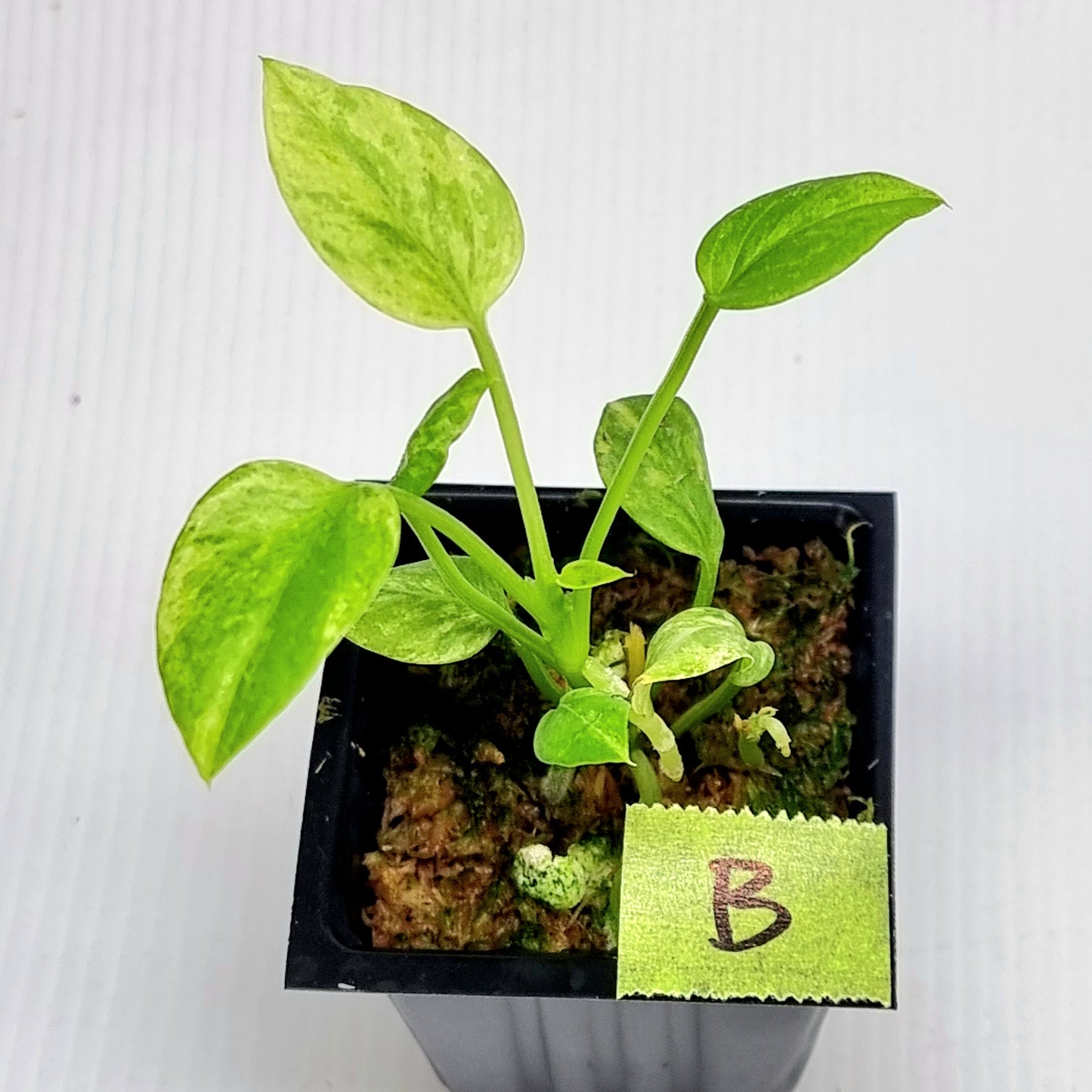 Anthurium vittariifolium Variegated