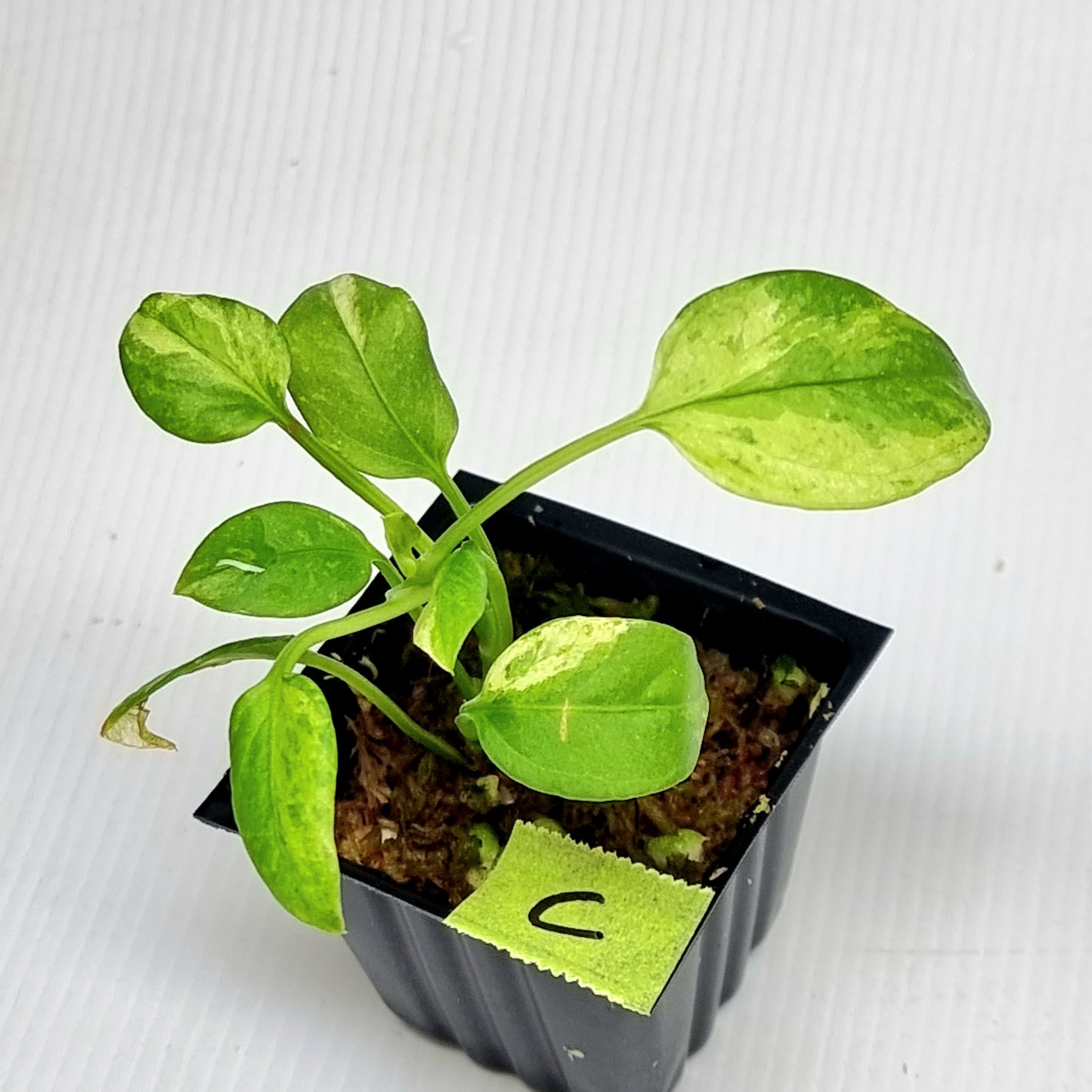 Anthurium vittariifolium Variegated