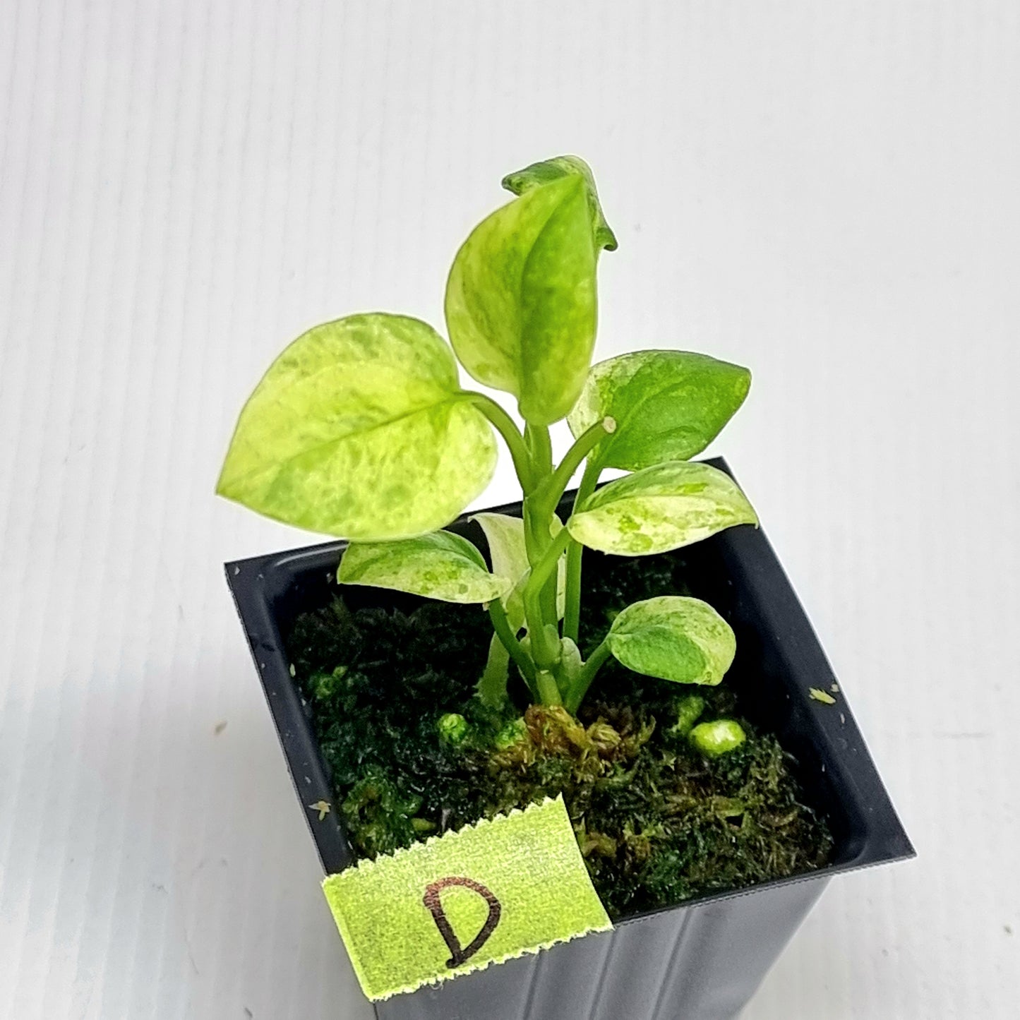 Anthurium vittariifolium Variegated