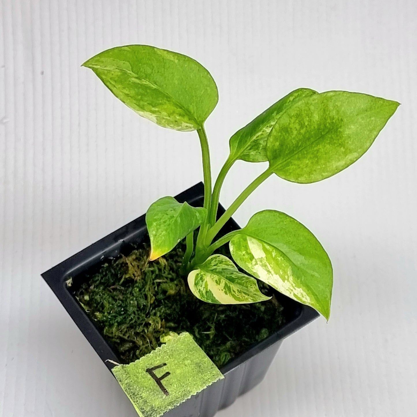 Anthurium vittariifolium Variegated