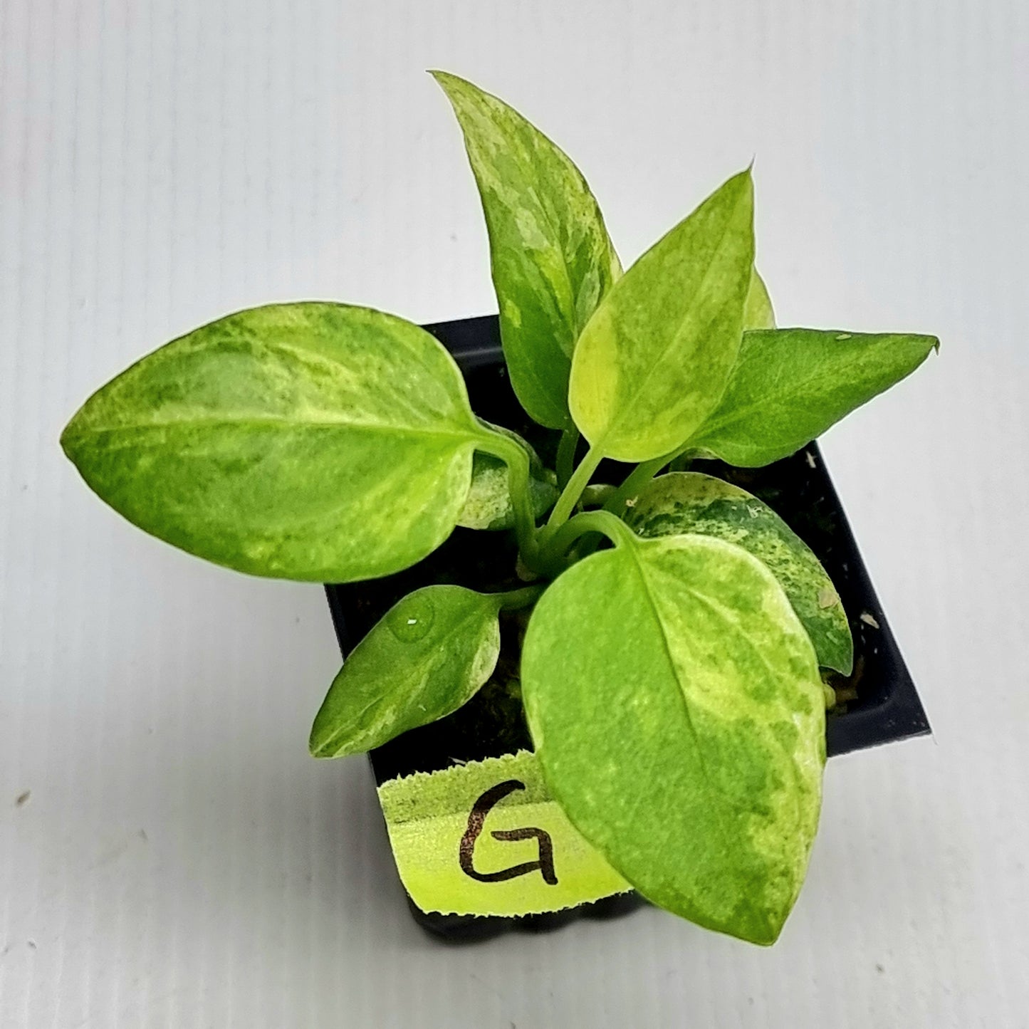 Anthurium vittariifolium Variegated
