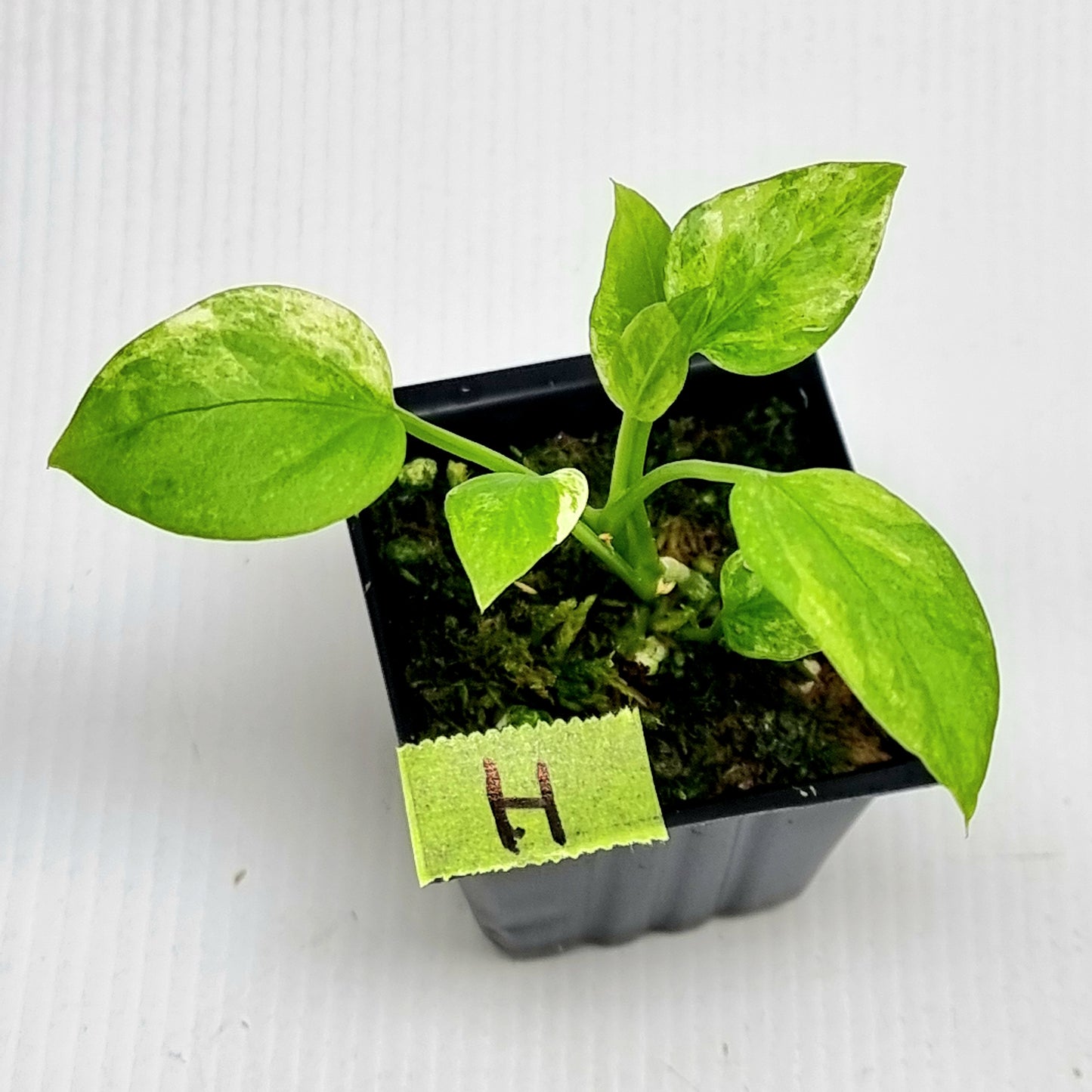Anthurium vittariifolium Variegated