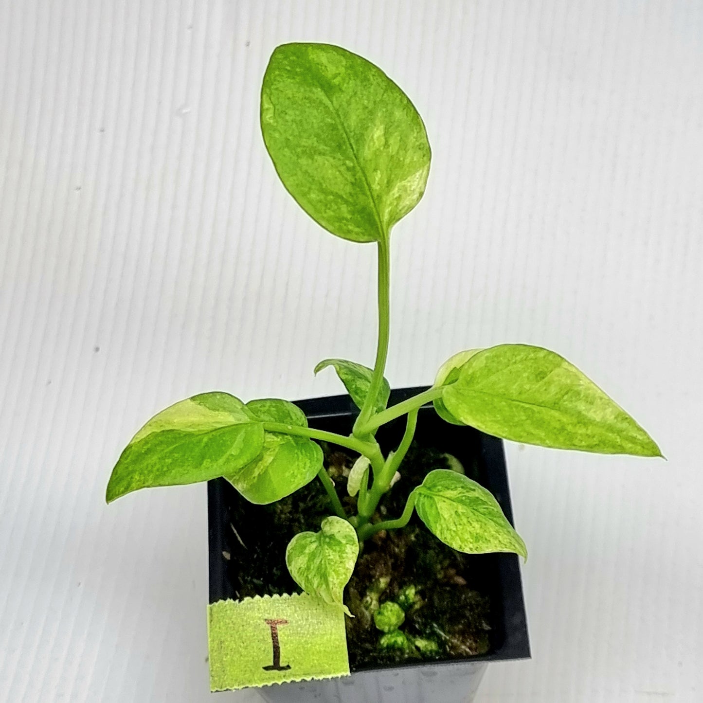 Anthurium vittariifolium Variegated