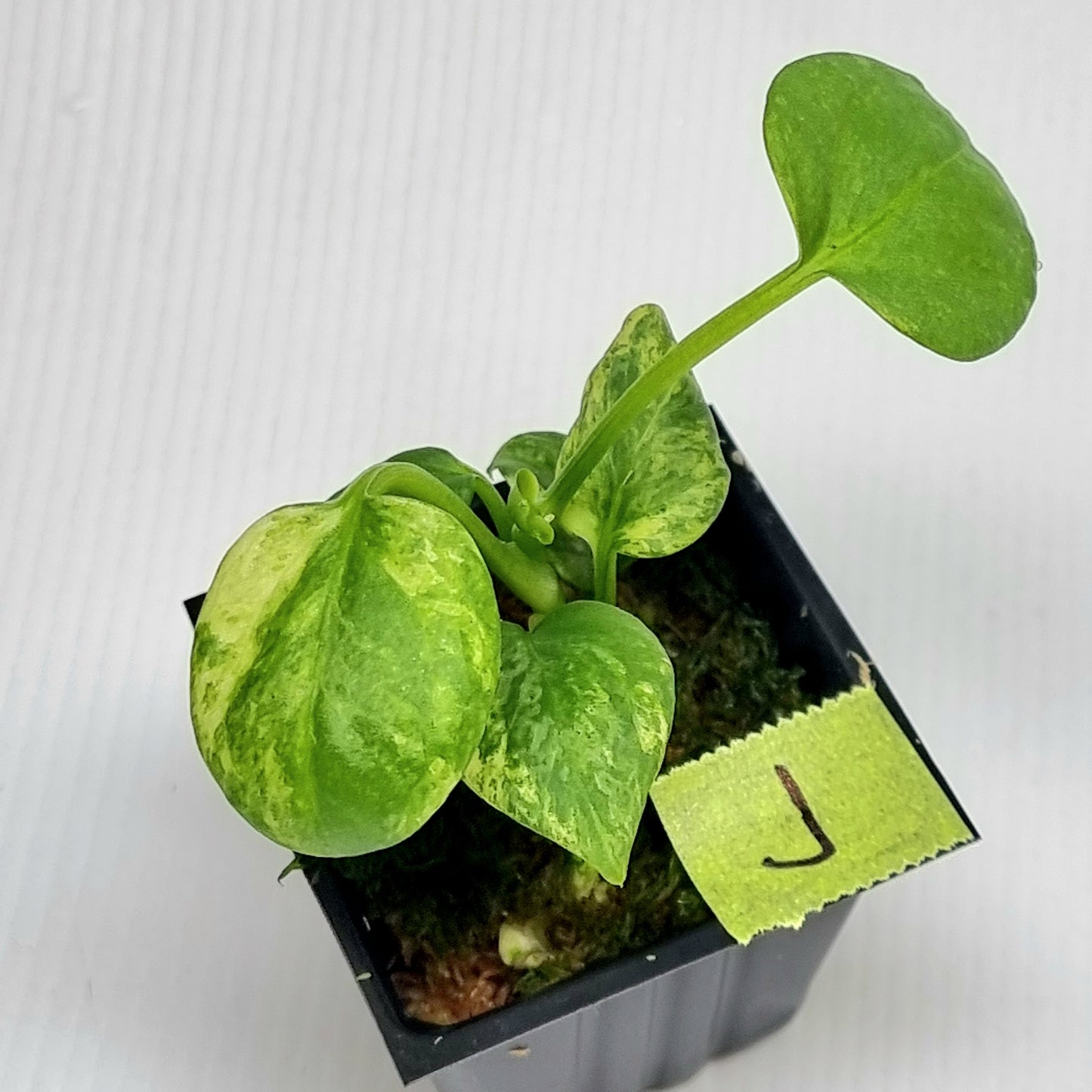 Anthurium vittariifolium Variegated