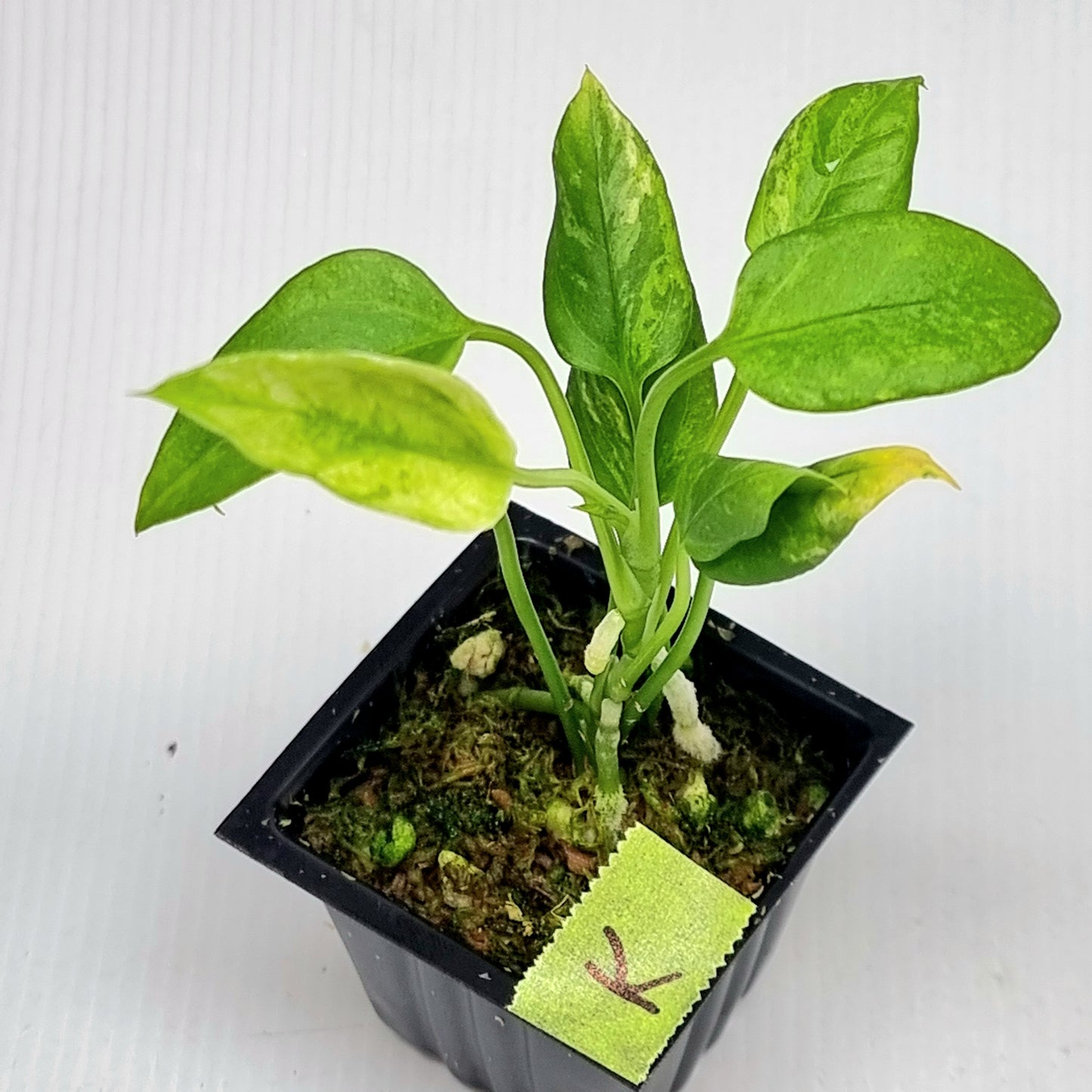 Anthurium vittariifolium Variegated