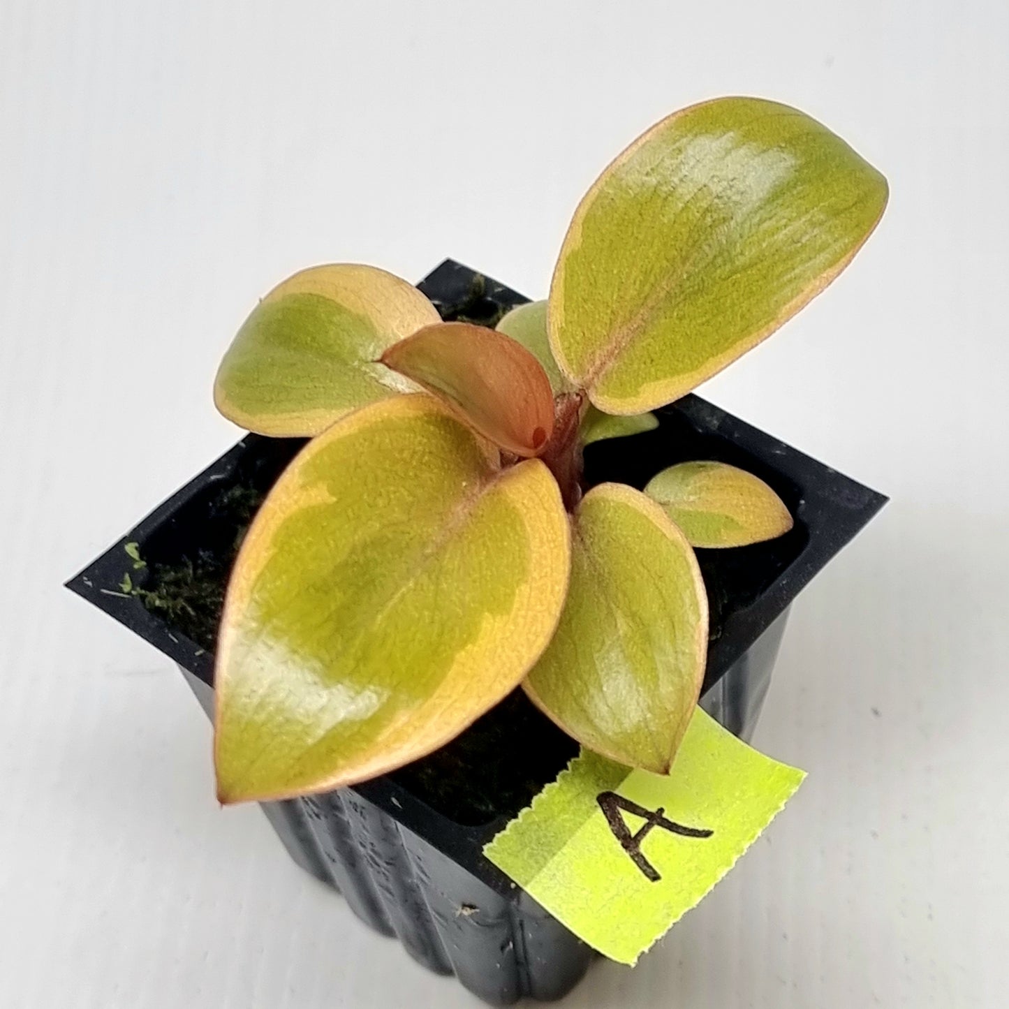 Philodendron Black cardinal var no.2