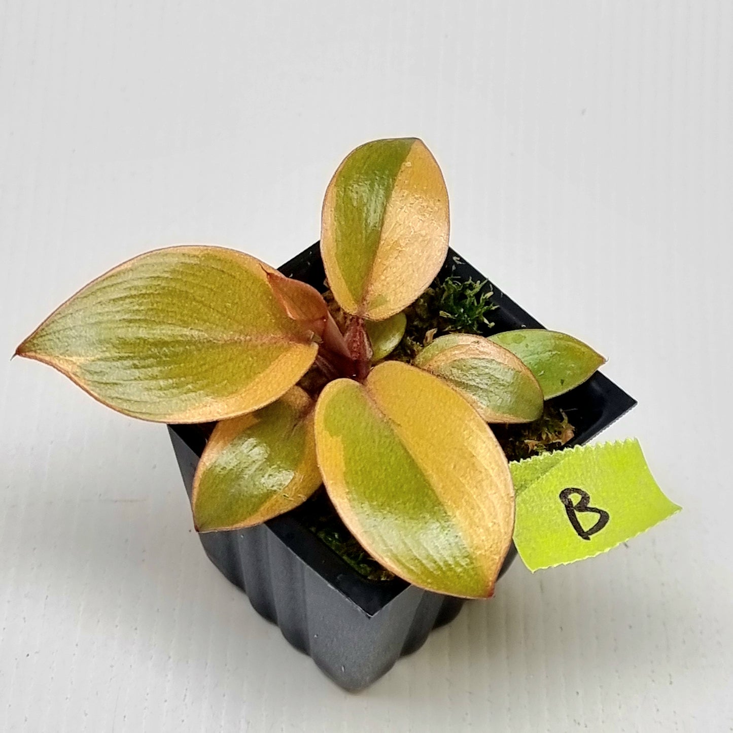 Philodendron Black cardinal var no.2