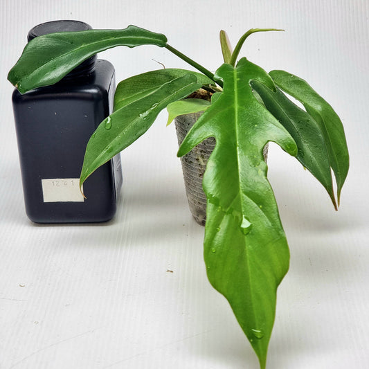 Philodendron Florida Beauty x P. mayoi Reverted